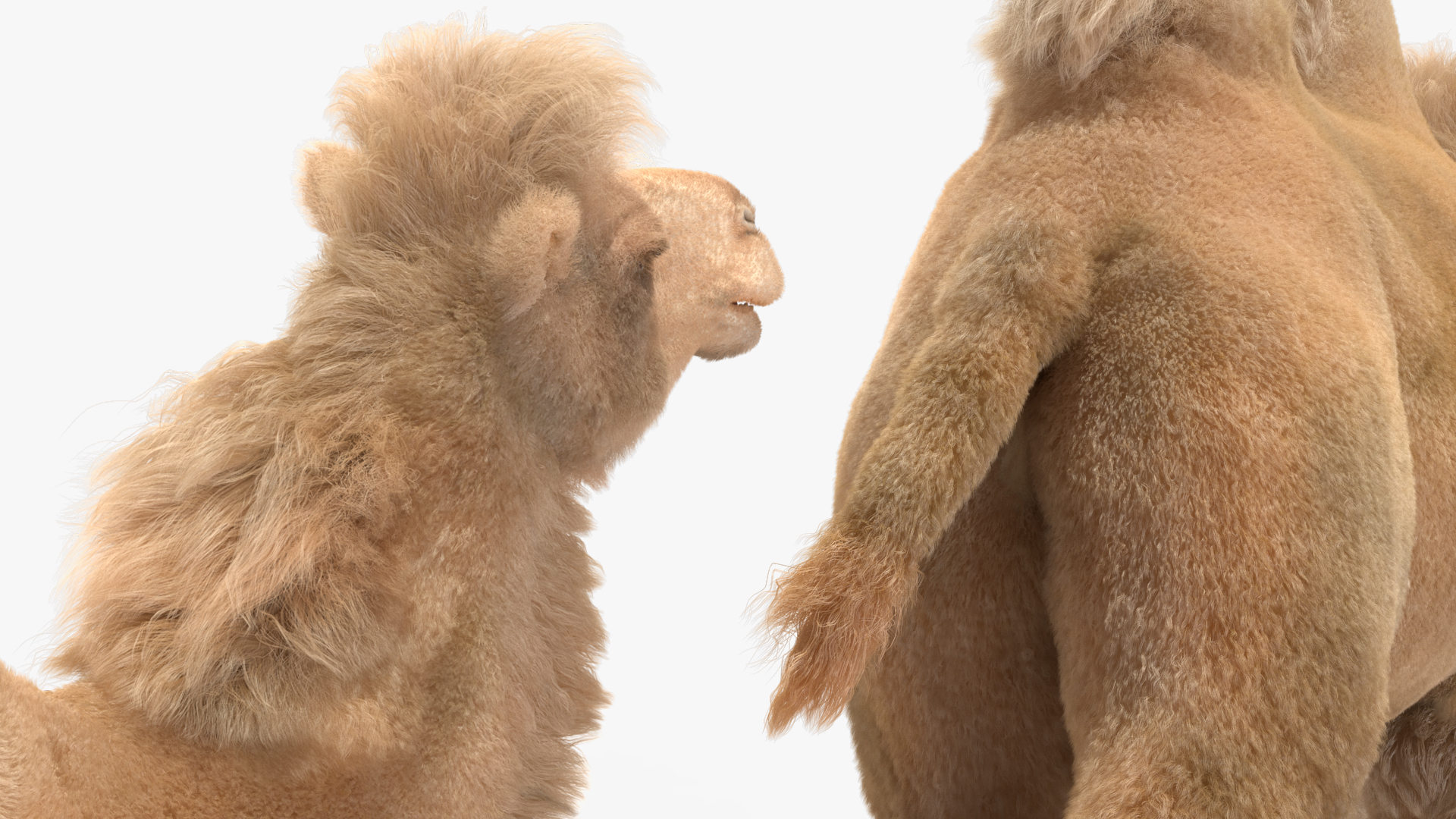 3D model Bactrian Camel Light Colored Walking Pose Fur
