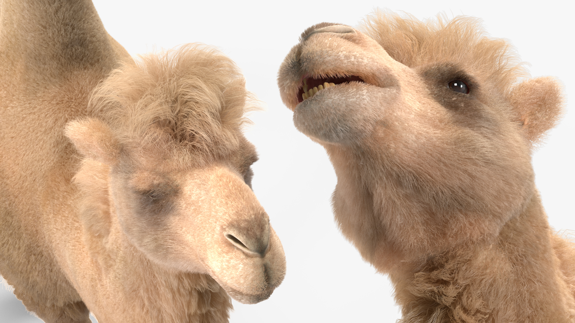 3D model Bactrian Camel Light Colored Walking Pose Fur