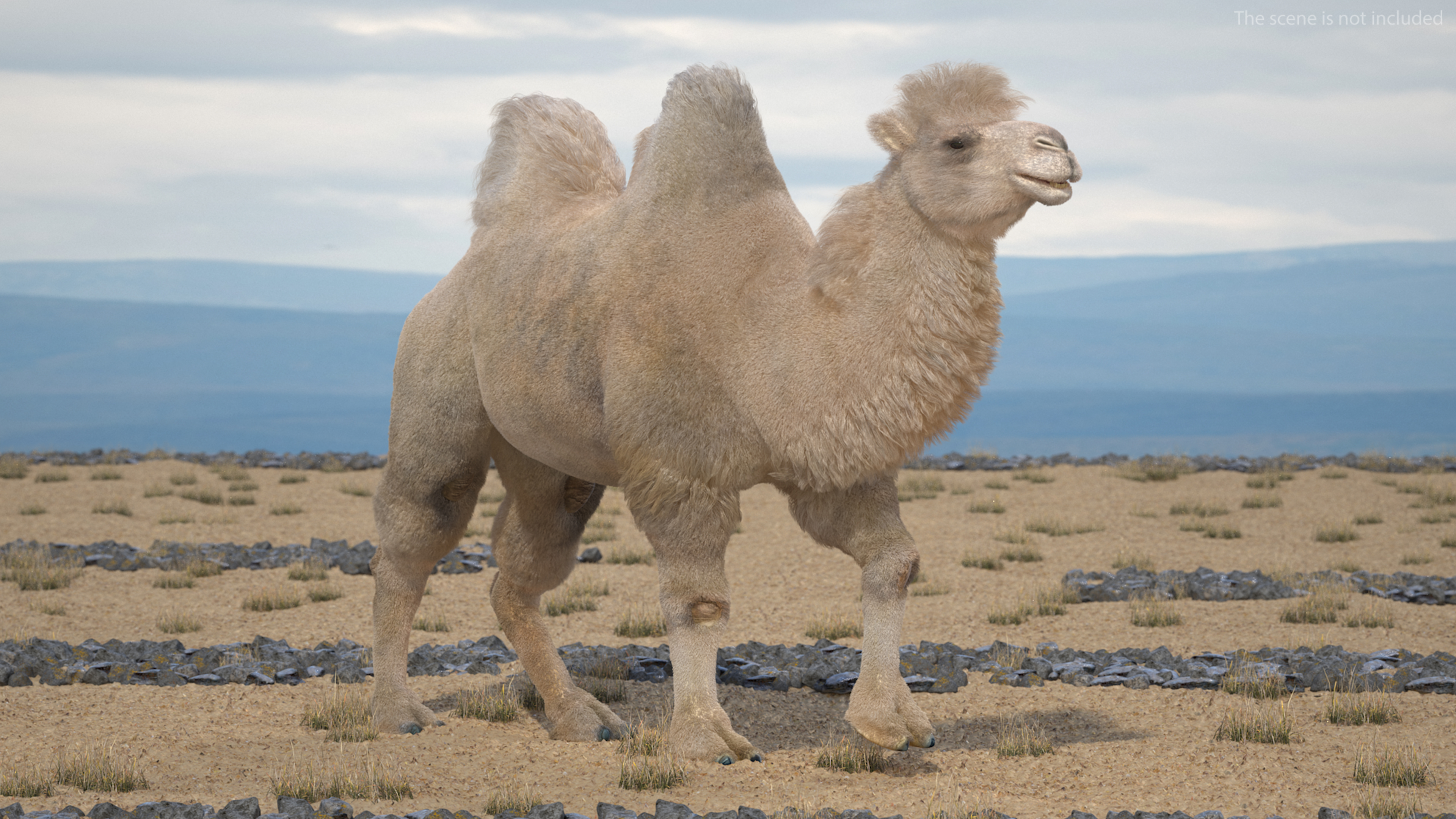 3D model Bactrian Camel Light Colored Walking Pose Fur