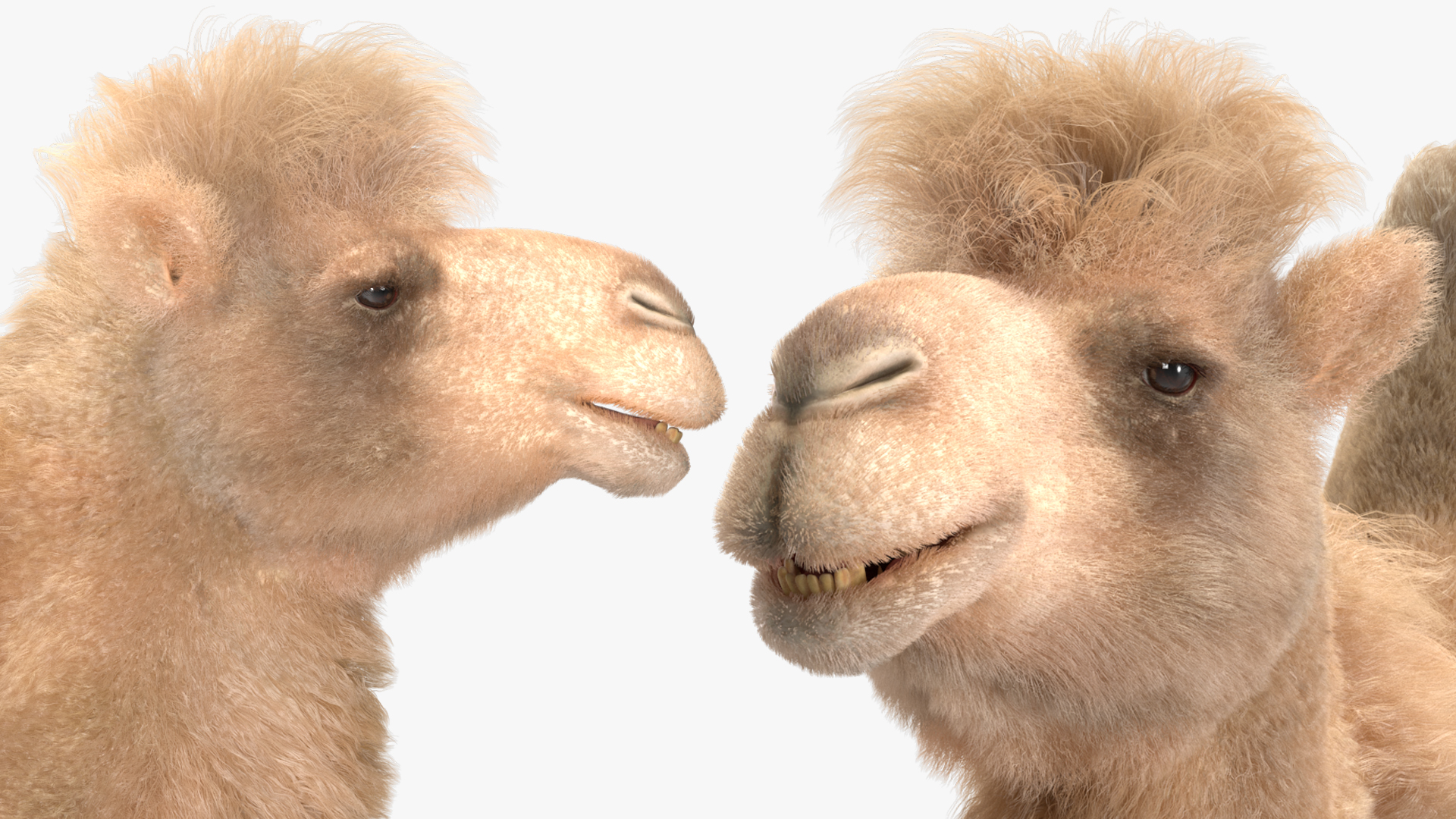 3D model Bactrian Camel Light Colored Walking Pose Fur