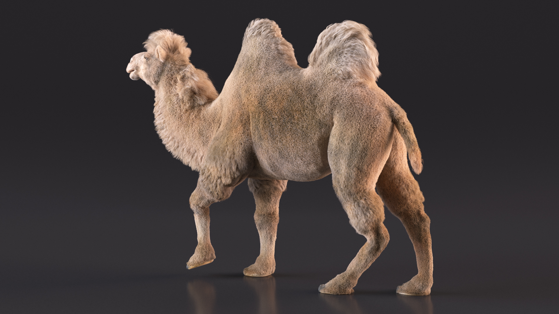 3D model Bactrian Camel Light Colored Walking Pose Fur