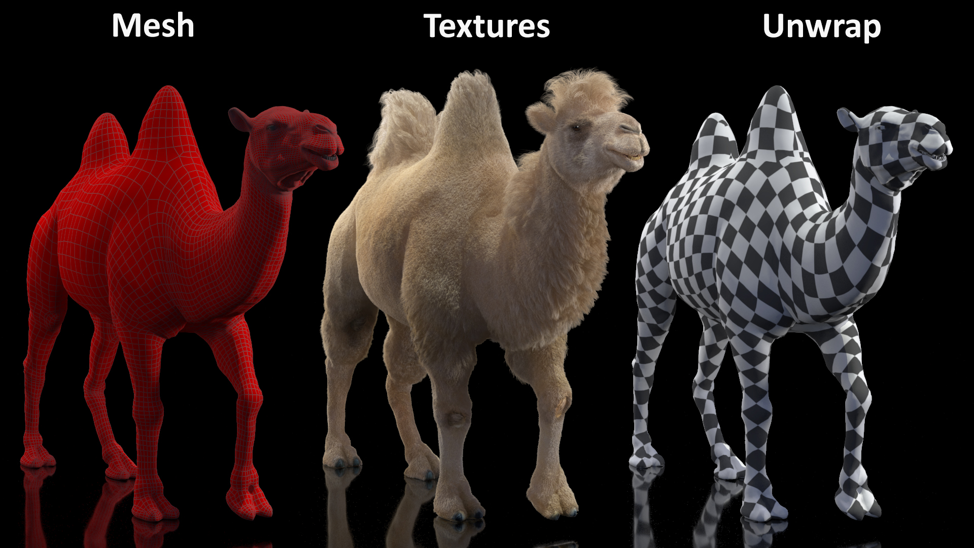 3D model Bactrian Camel Light Colored Walking Pose Fur