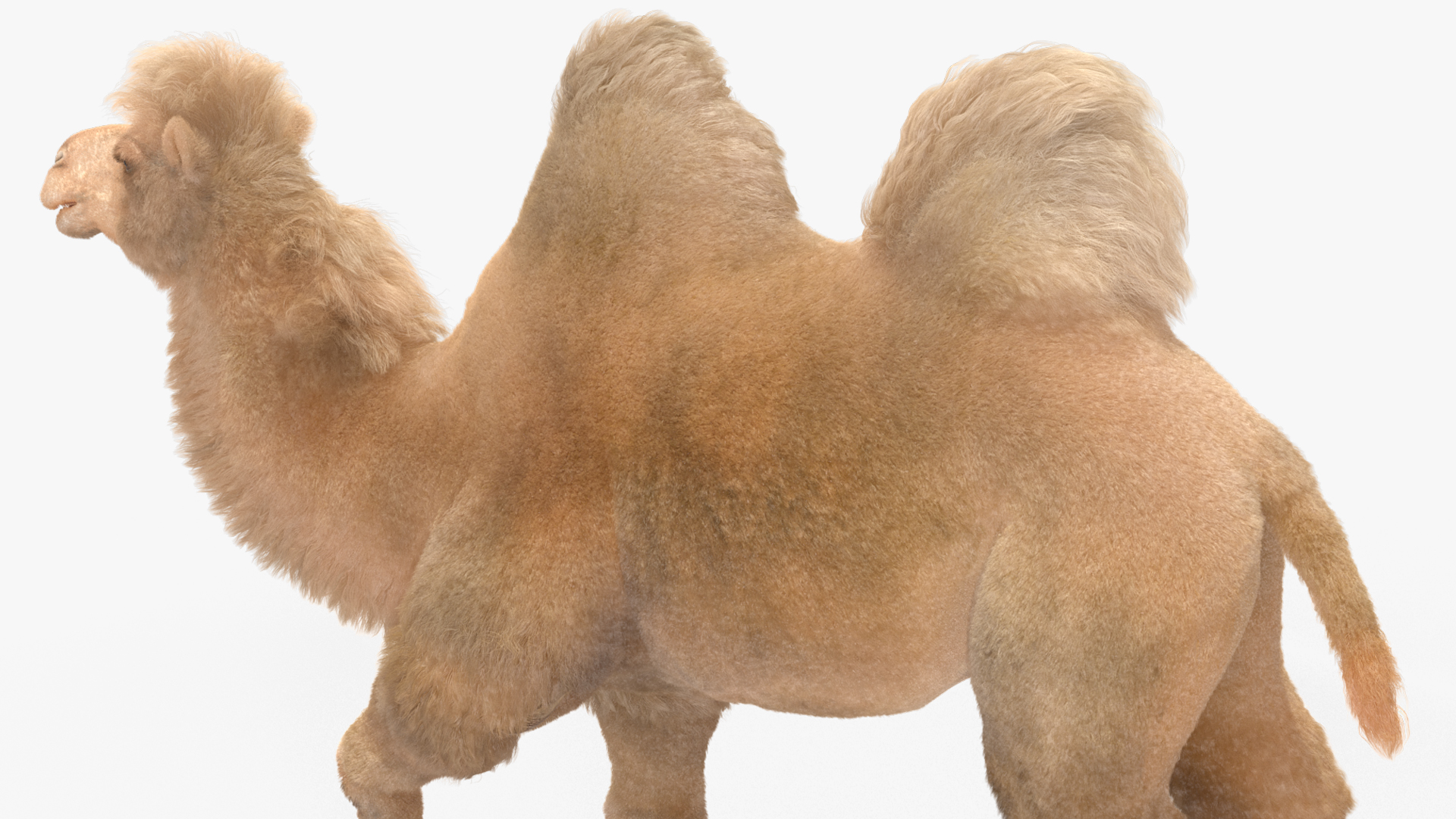 3D model Bactrian Camel Light Colored Walking Pose Fur
