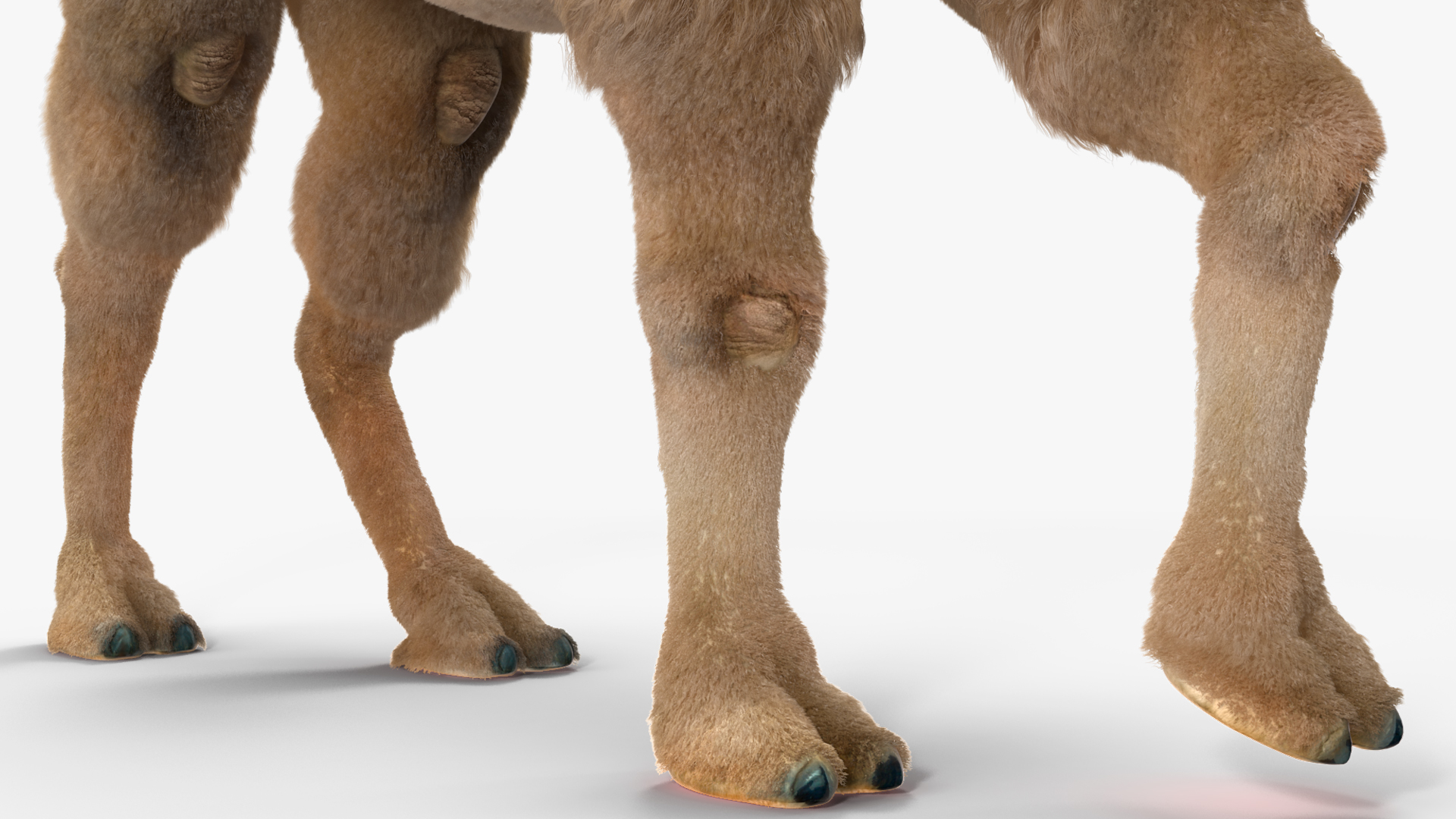 3D model Bactrian Camel Light Colored Walking Pose Fur