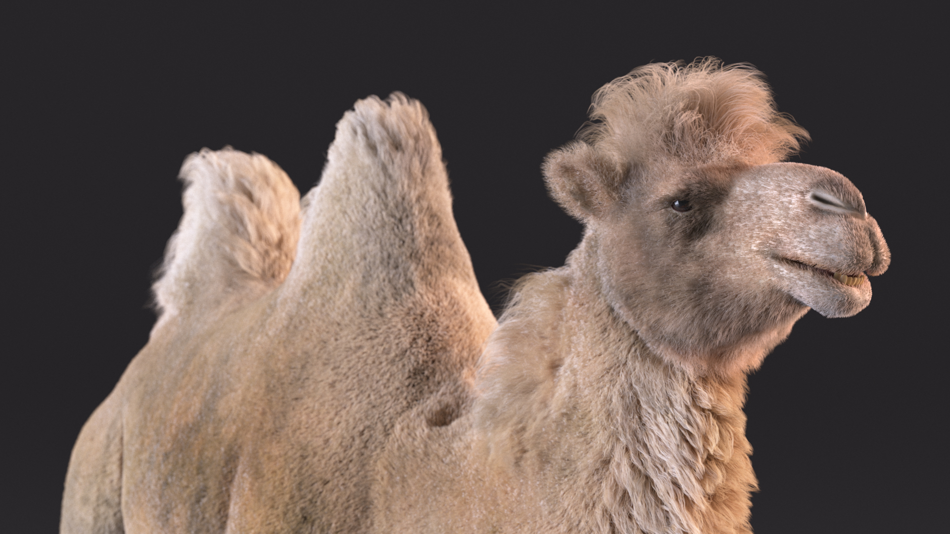 3D model Bactrian Camel Light Colored Walking Pose Fur