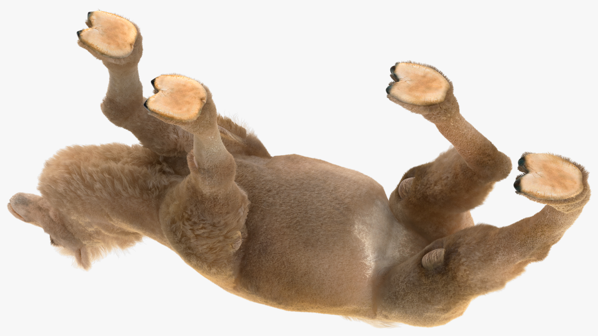 3D model Bactrian Camel Light Colored Walking Pose Fur