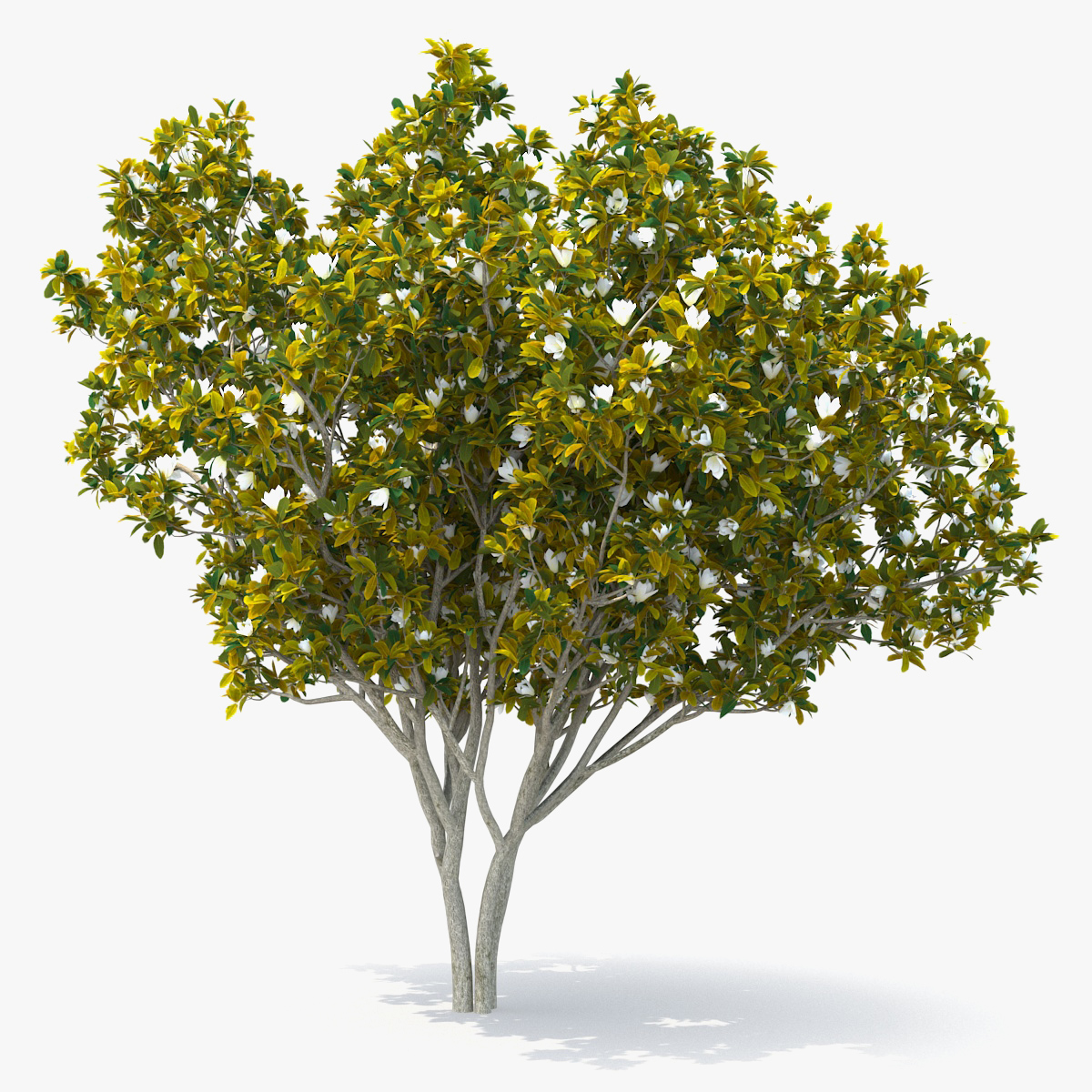 Southern Magnolia Tree