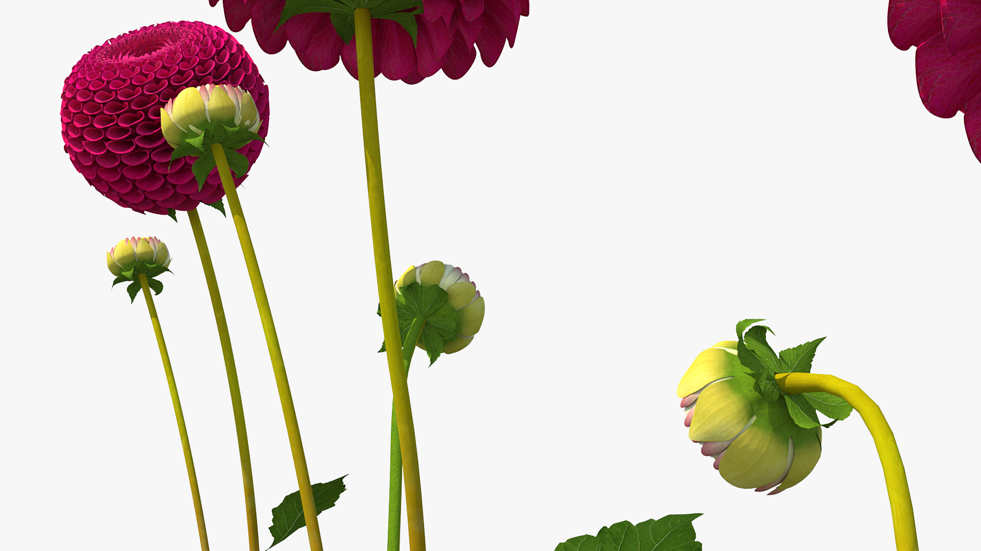 Dahlia Franz Kafka Set 3D