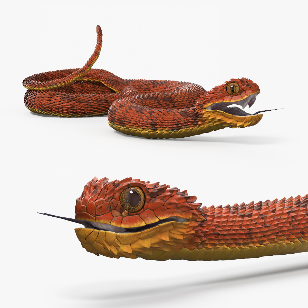 Atheris Hispida Bush Viper Red Rigged