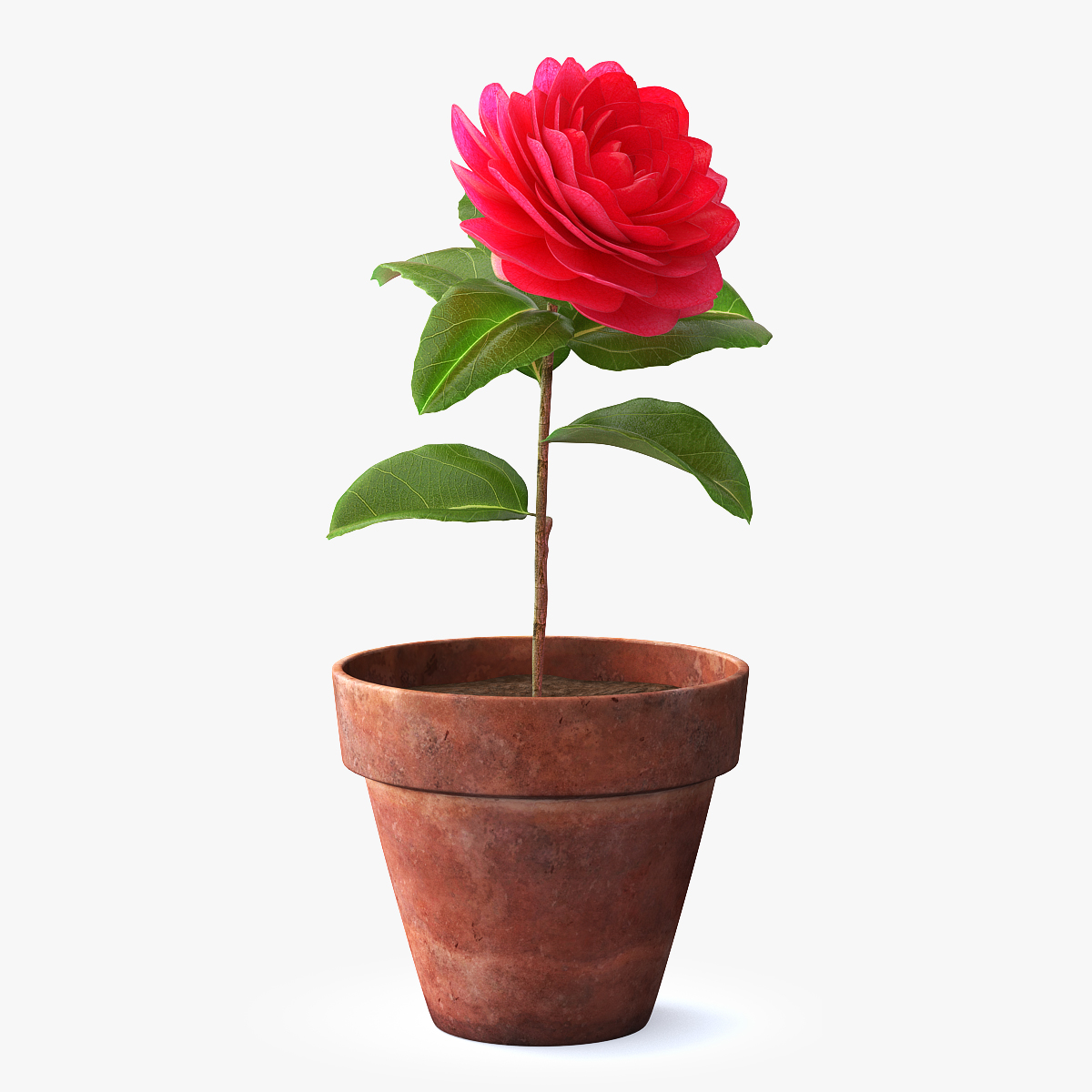 Flower Camelia in Pot, view 9