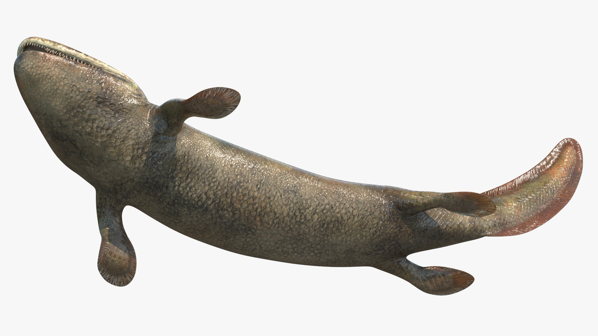 3D model Tiktaalik Rigged for Cinema 4D