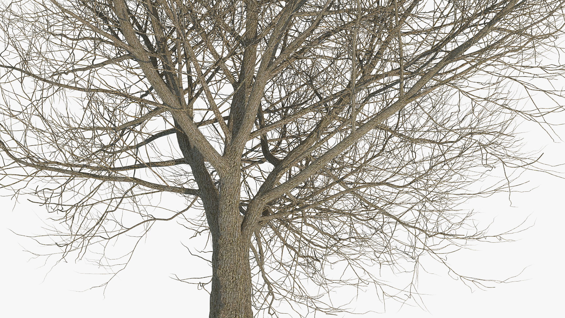 3D White Ash Winter