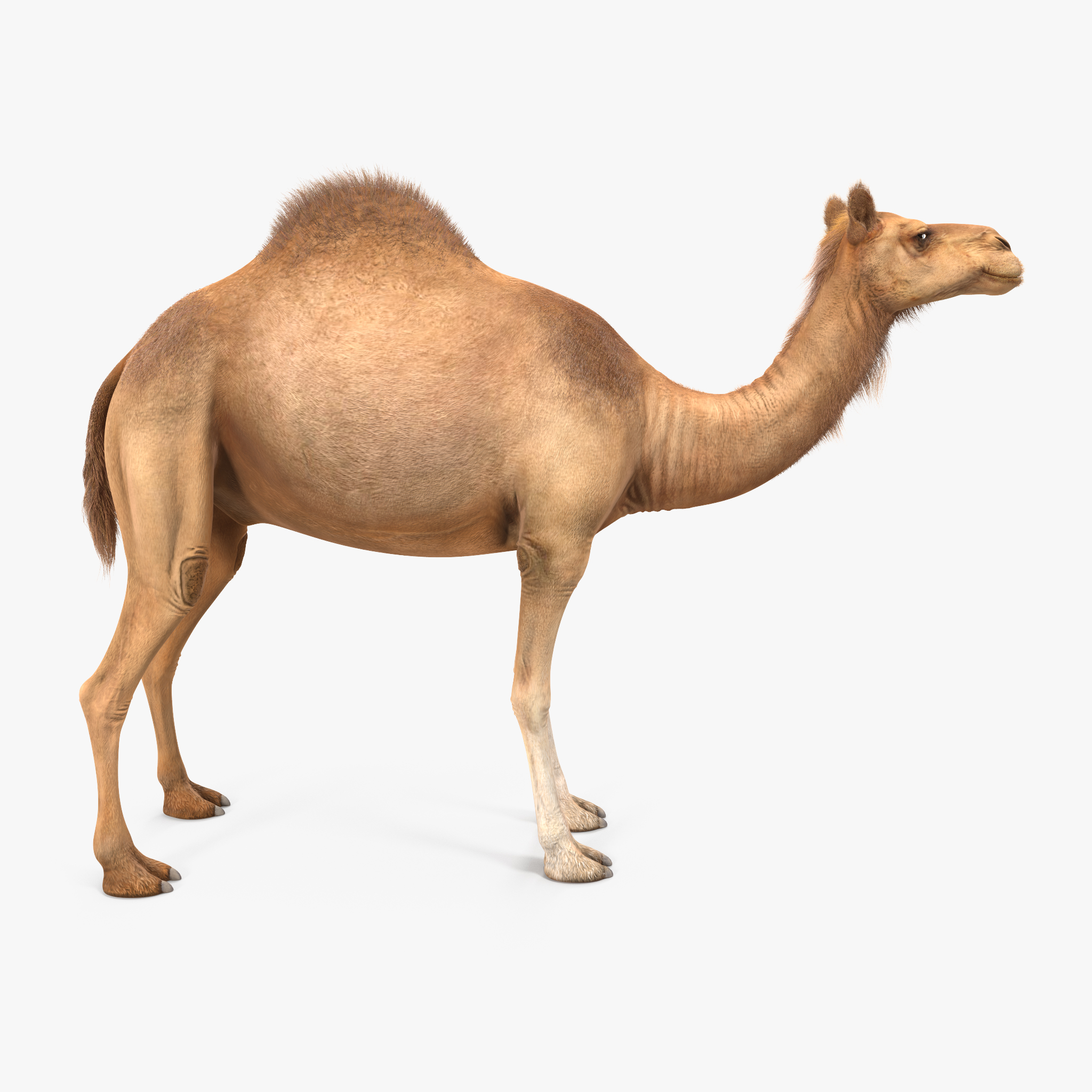 Camel with Fur 3D Model, view 6