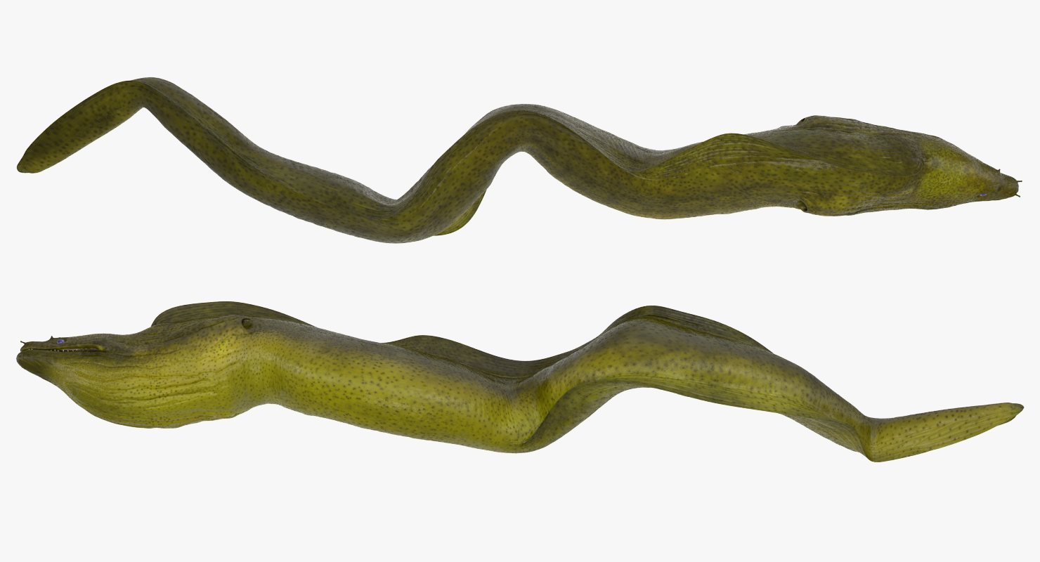 3D Murena Pose 2 model