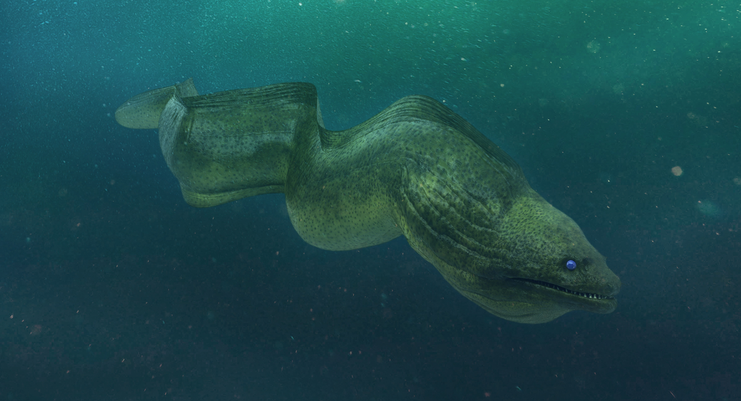 3D Murena Pose 2 model