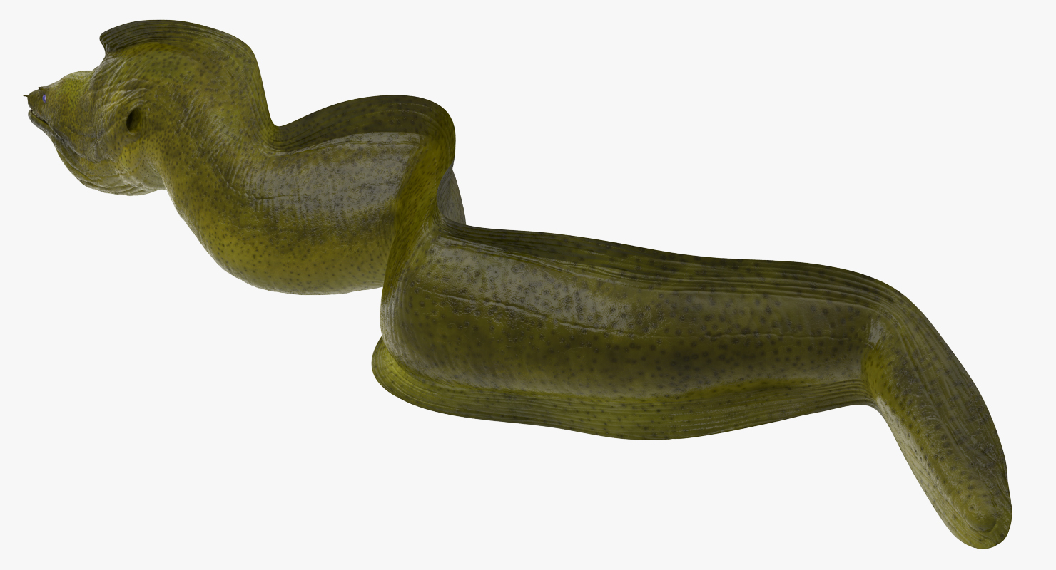 3D Murena Pose 2 model