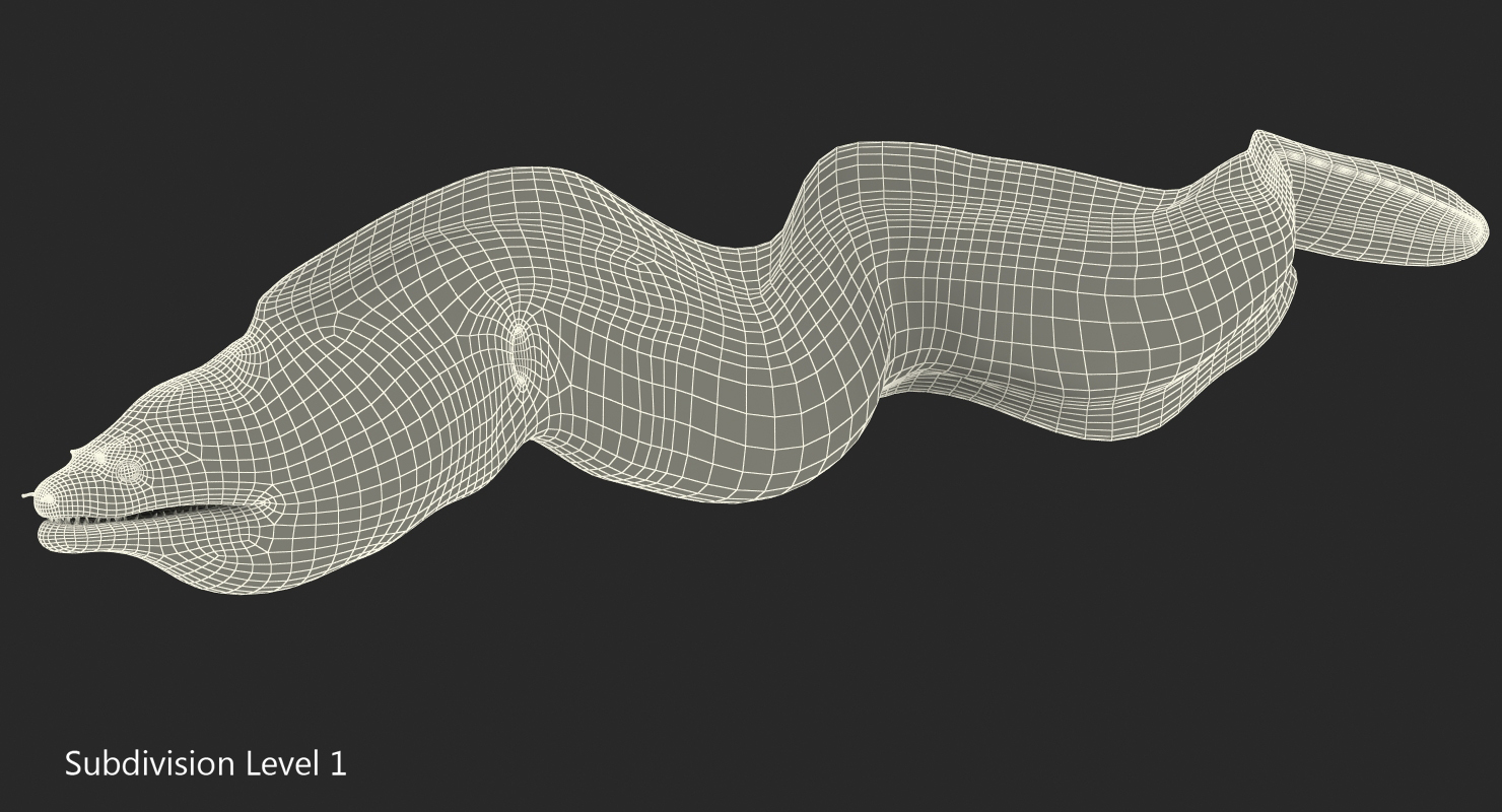 3D Murena Pose 2 model