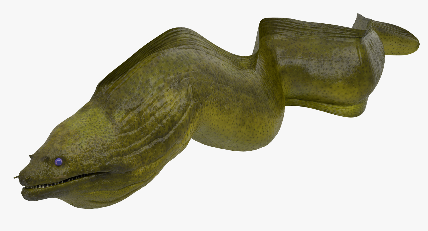 3D Murena Pose 2 model