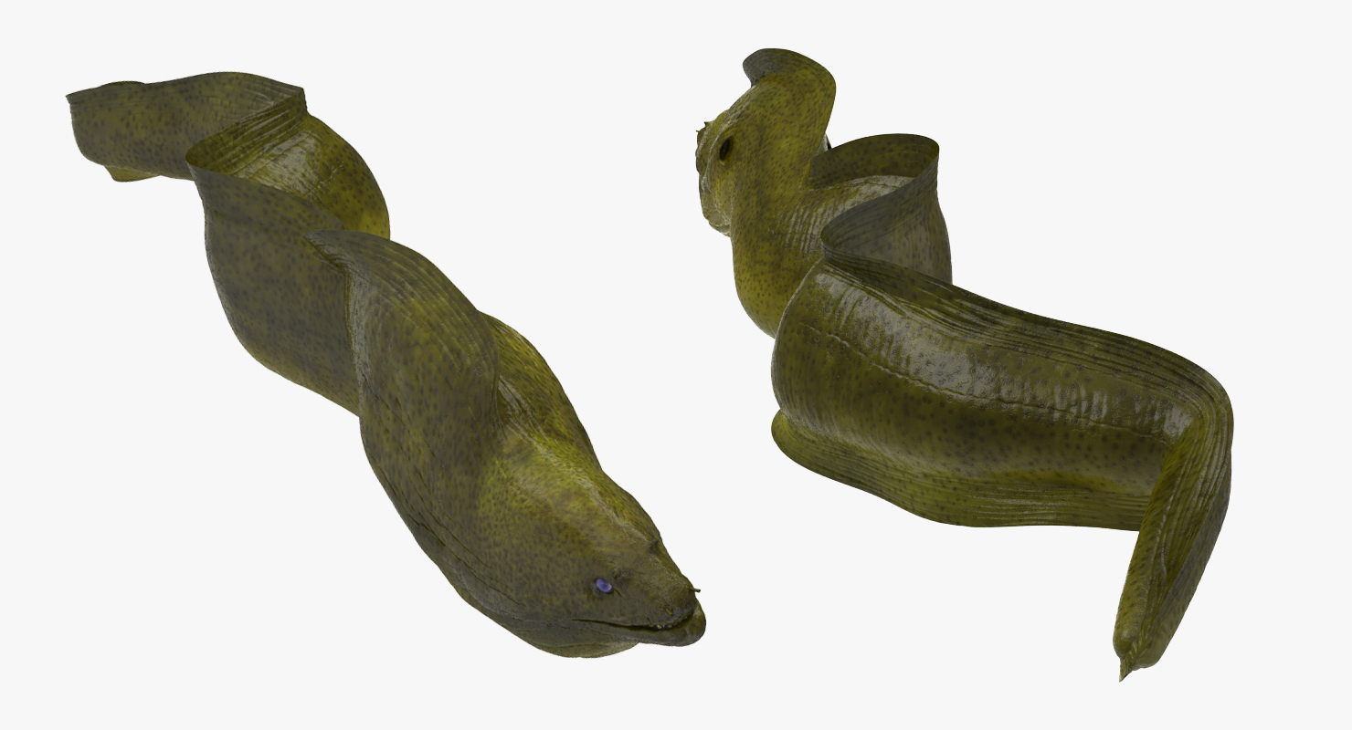 3D Murena Pose 2 model