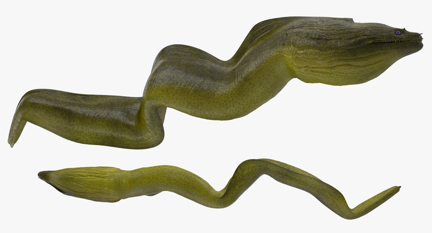 3D Murena Pose 2 model