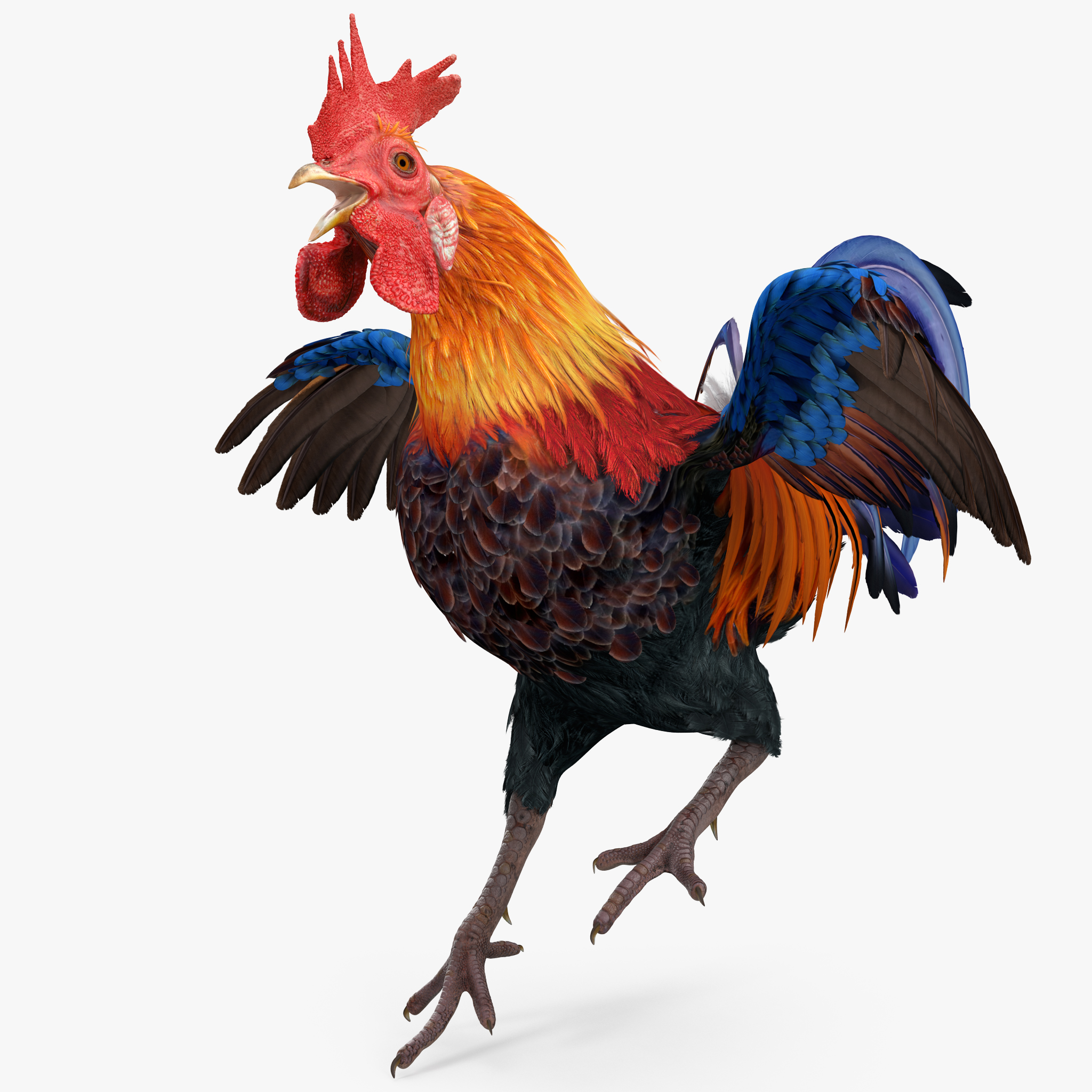 Cockfighting
