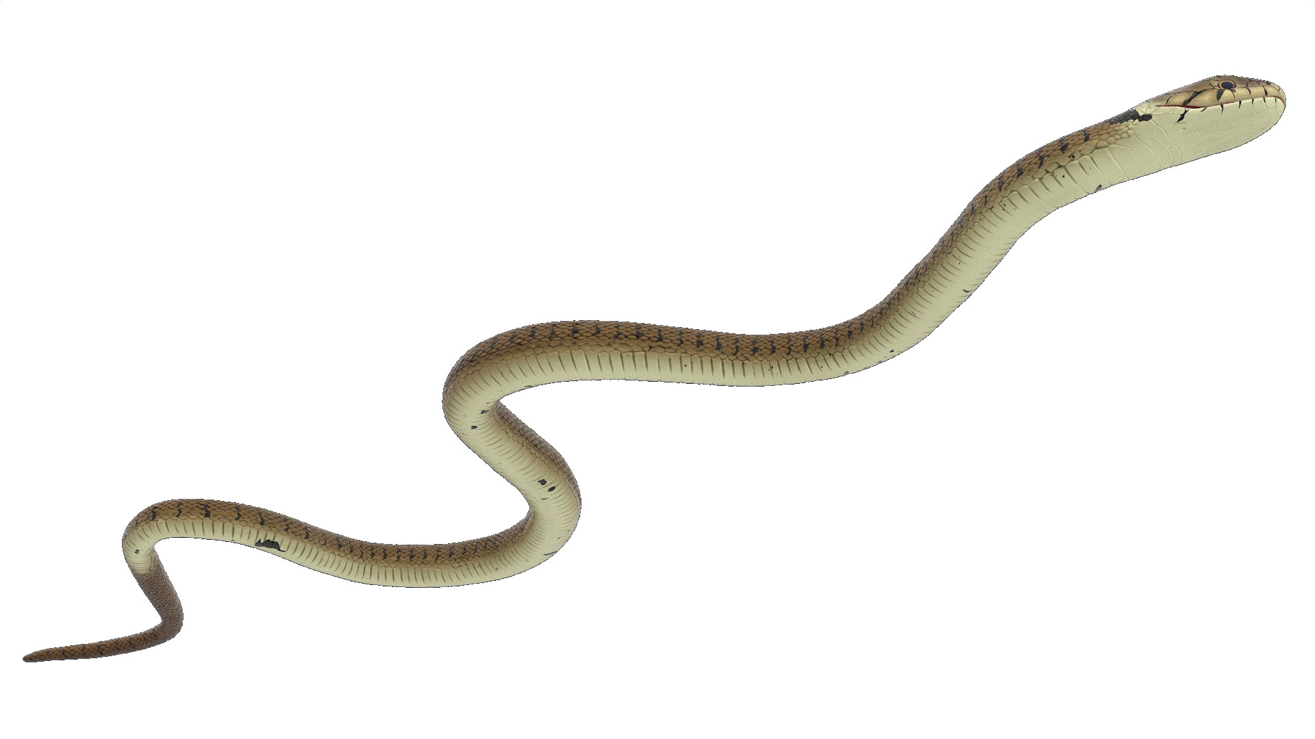 3D Grass Snake Brown Rigged for Cinema 4D model