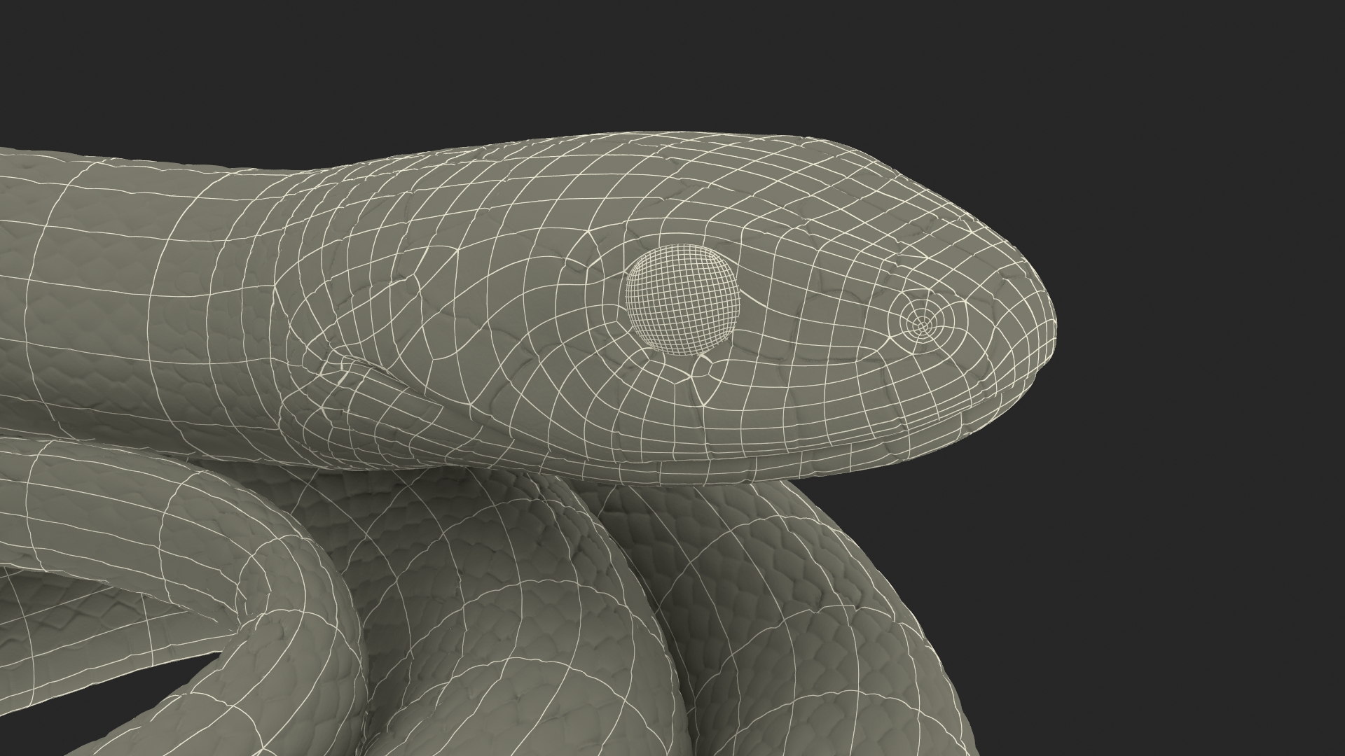 3D Grass Snake Brown Rigged for Cinema 4D model