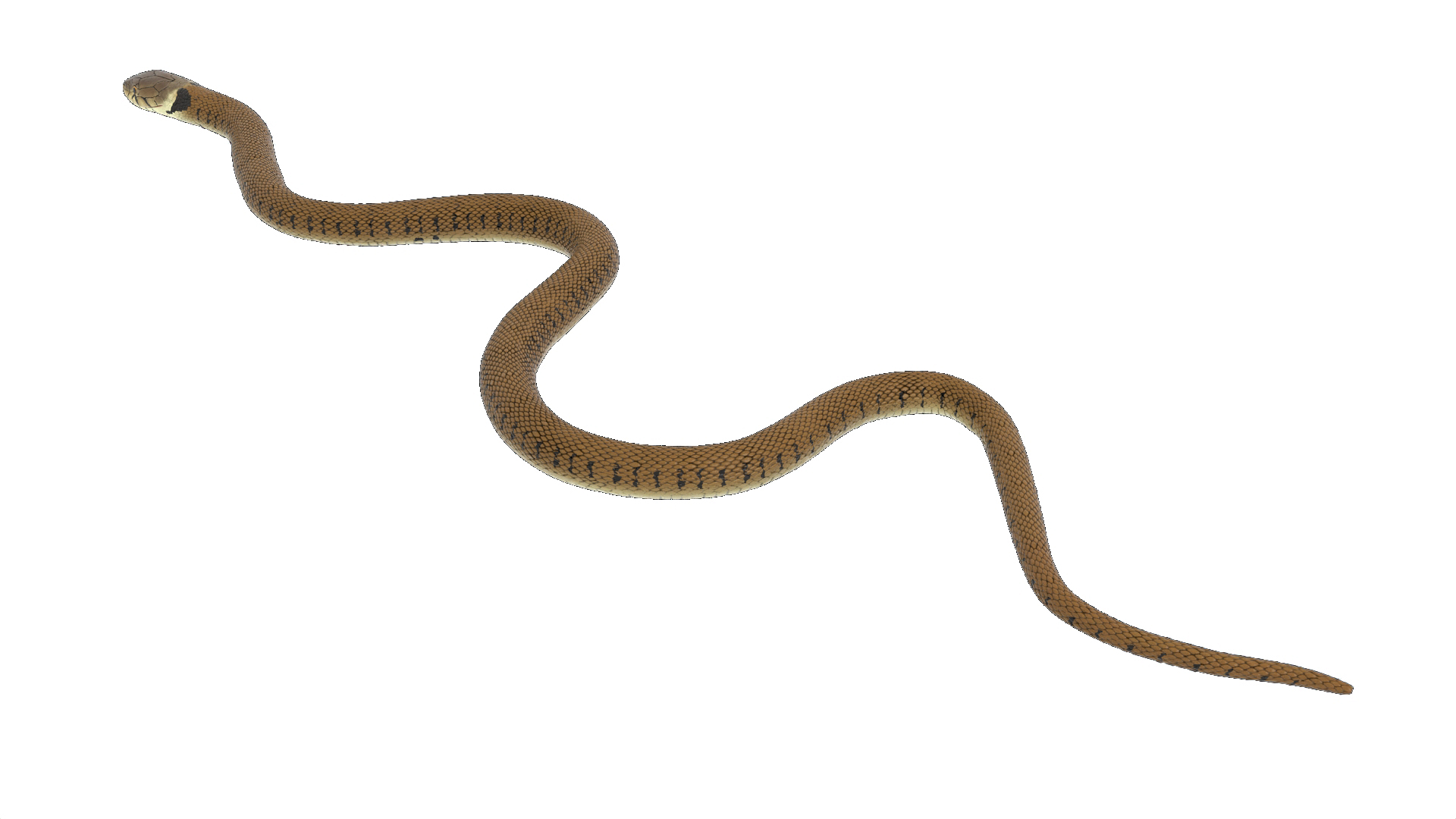 3D Grass Snake Brown Rigged for Cinema 4D model