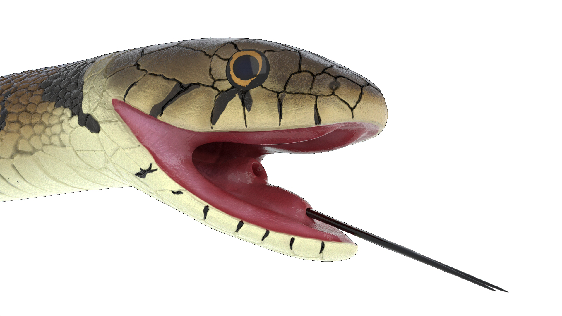 3D Grass Snake Brown Rigged for Cinema 4D model