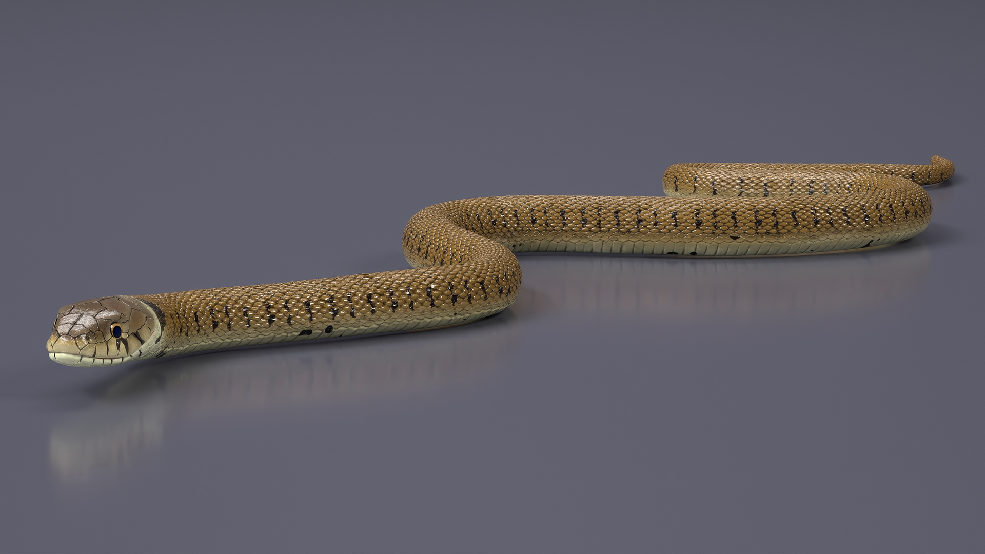 3D Grass Snake Brown Rigged for Cinema 4D model