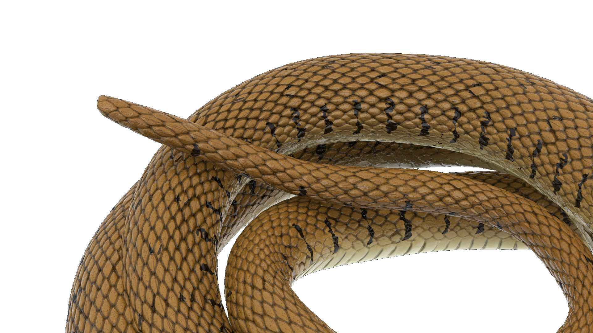 3D Grass Snake Brown Rigged for Cinema 4D model