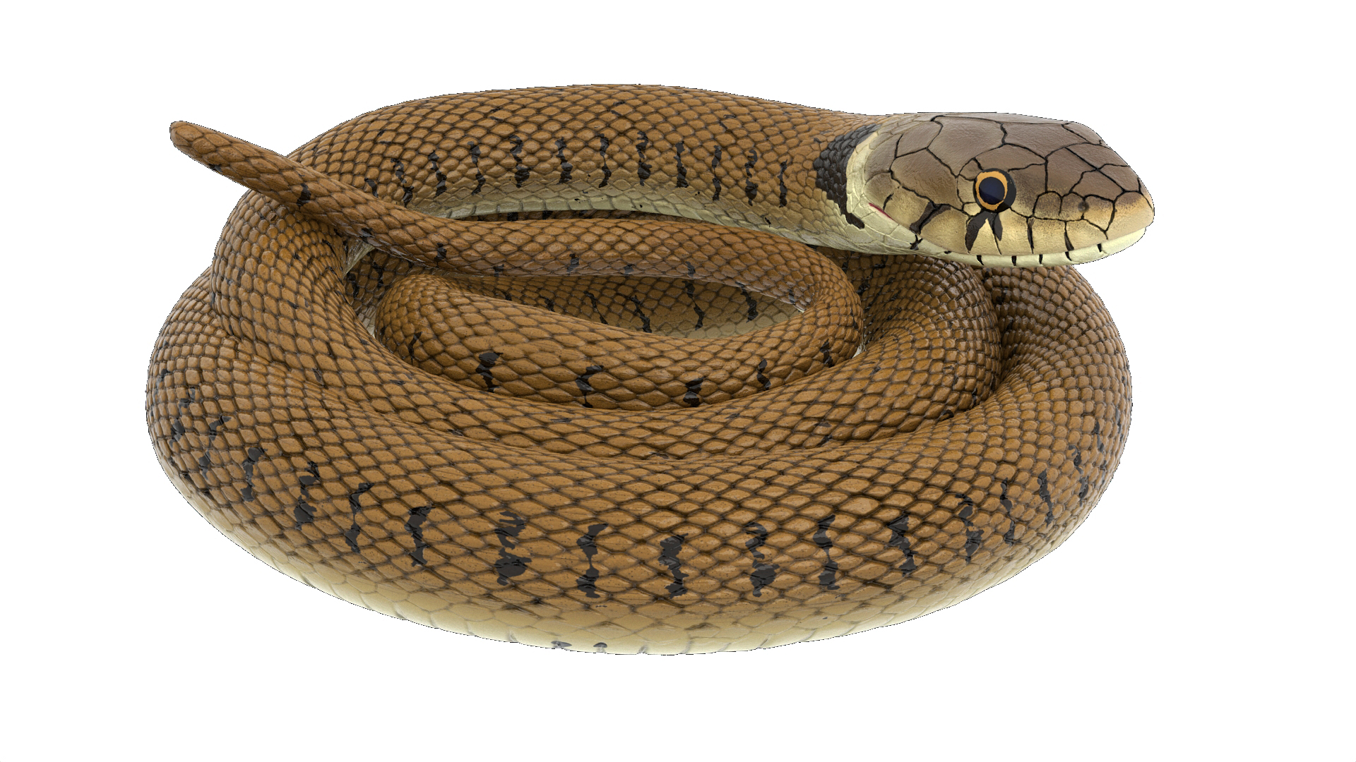 3D Grass Snake Brown Rigged for Cinema 4D model