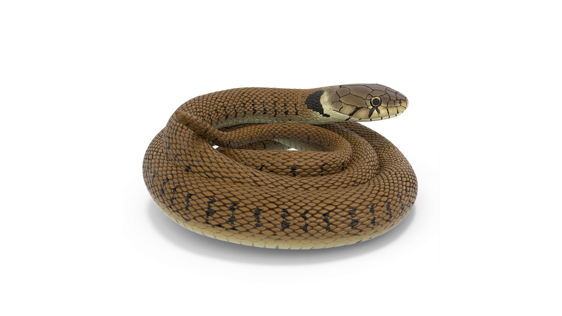 3D Grass Snake Brown Rigged for Cinema 4D model