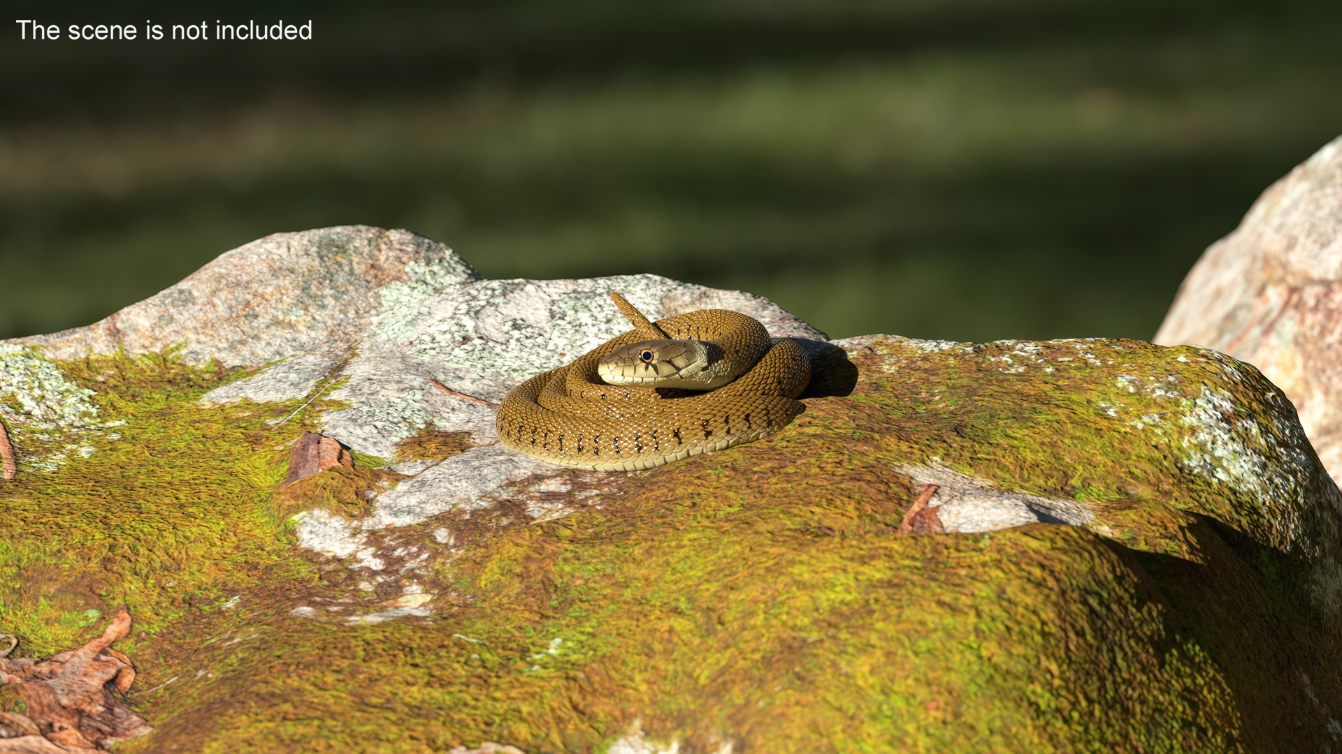 3D Grass Snake Brown Rigged for Cinema 4D model