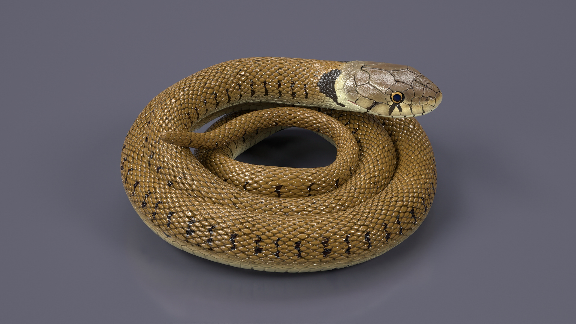 3D Grass Snake Brown Rigged for Cinema 4D model