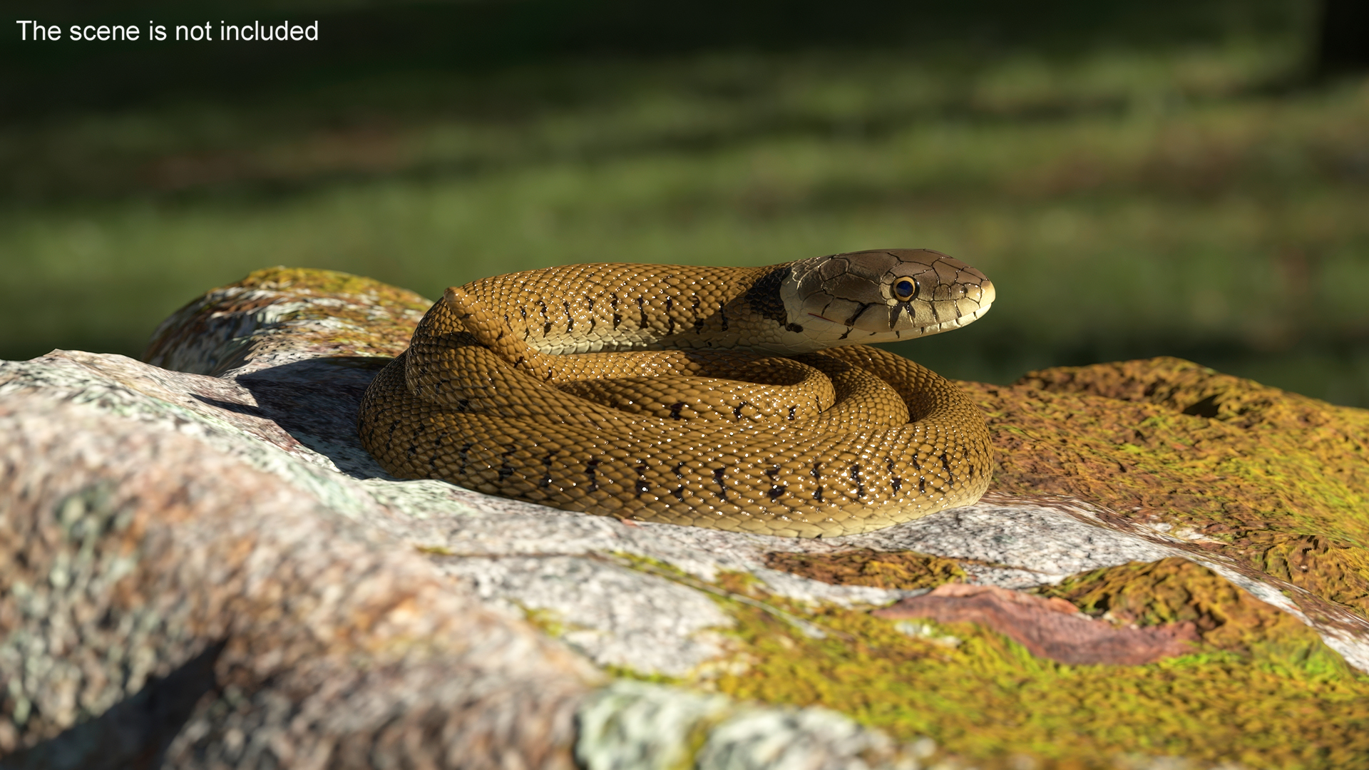 3D Grass Snake Brown Rigged for Cinema 4D model