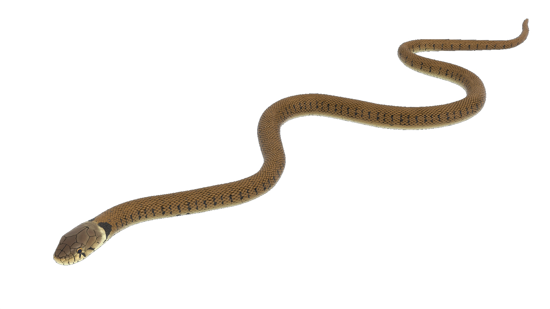 3D Grass Snake Brown Rigged for Cinema 4D model