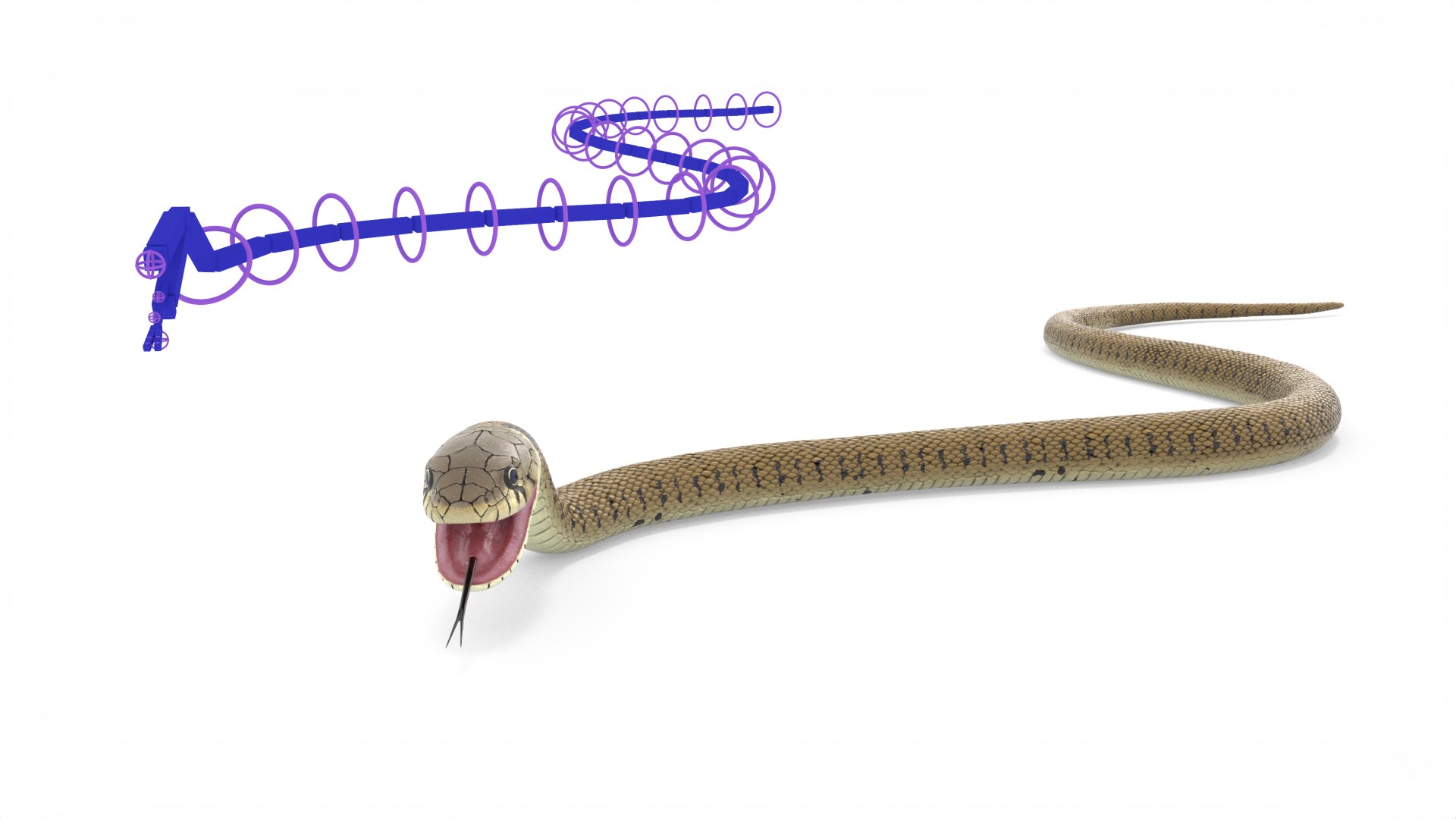 3D Grass Snake Brown Rigged for Cinema 4D model