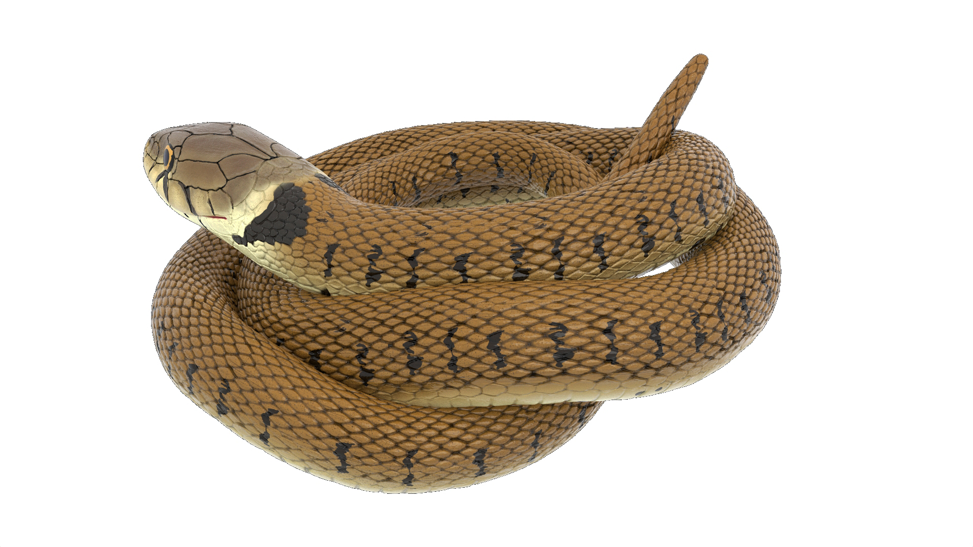 3D Grass Snake Brown Rigged for Cinema 4D model