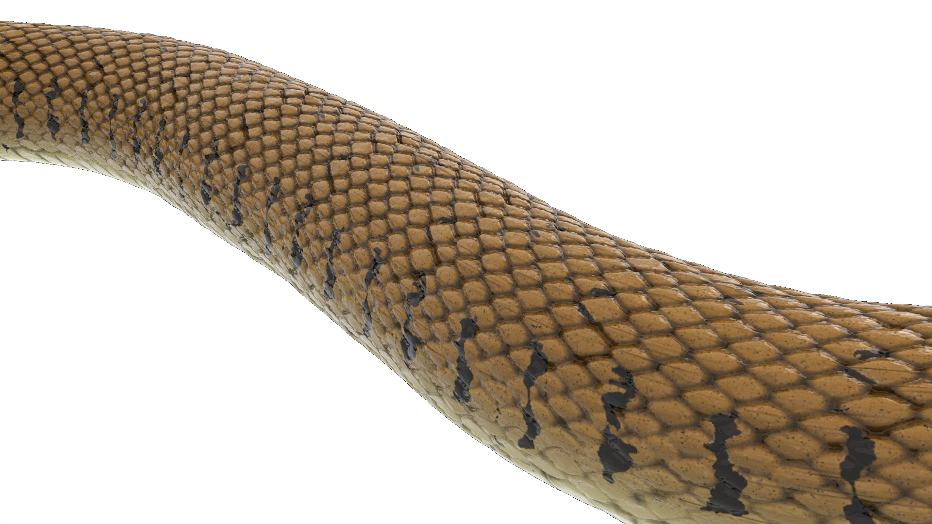 3D Grass Snake Brown Rigged for Cinema 4D model