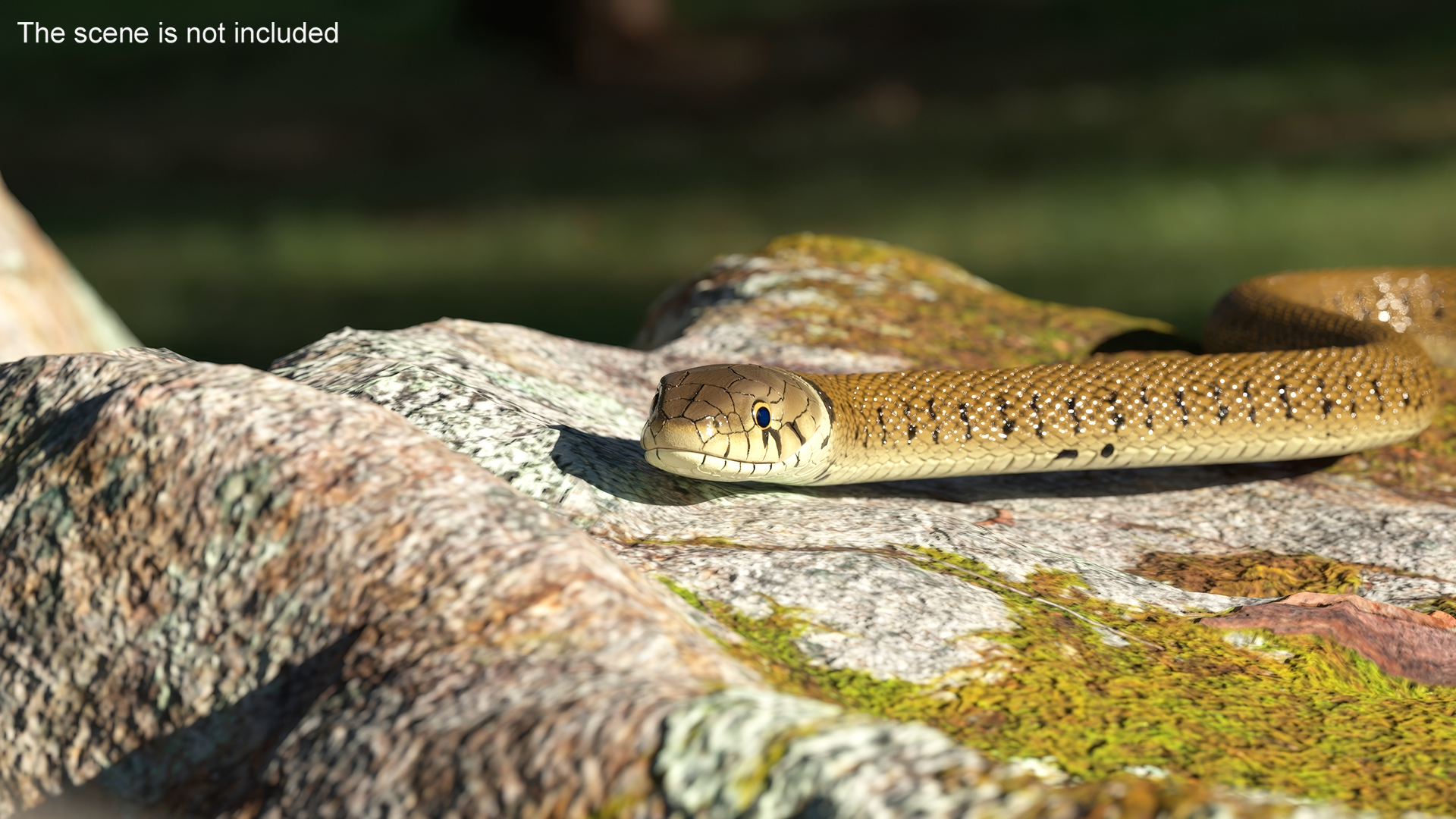 3D Grass Snake Brown Rigged for Cinema 4D model