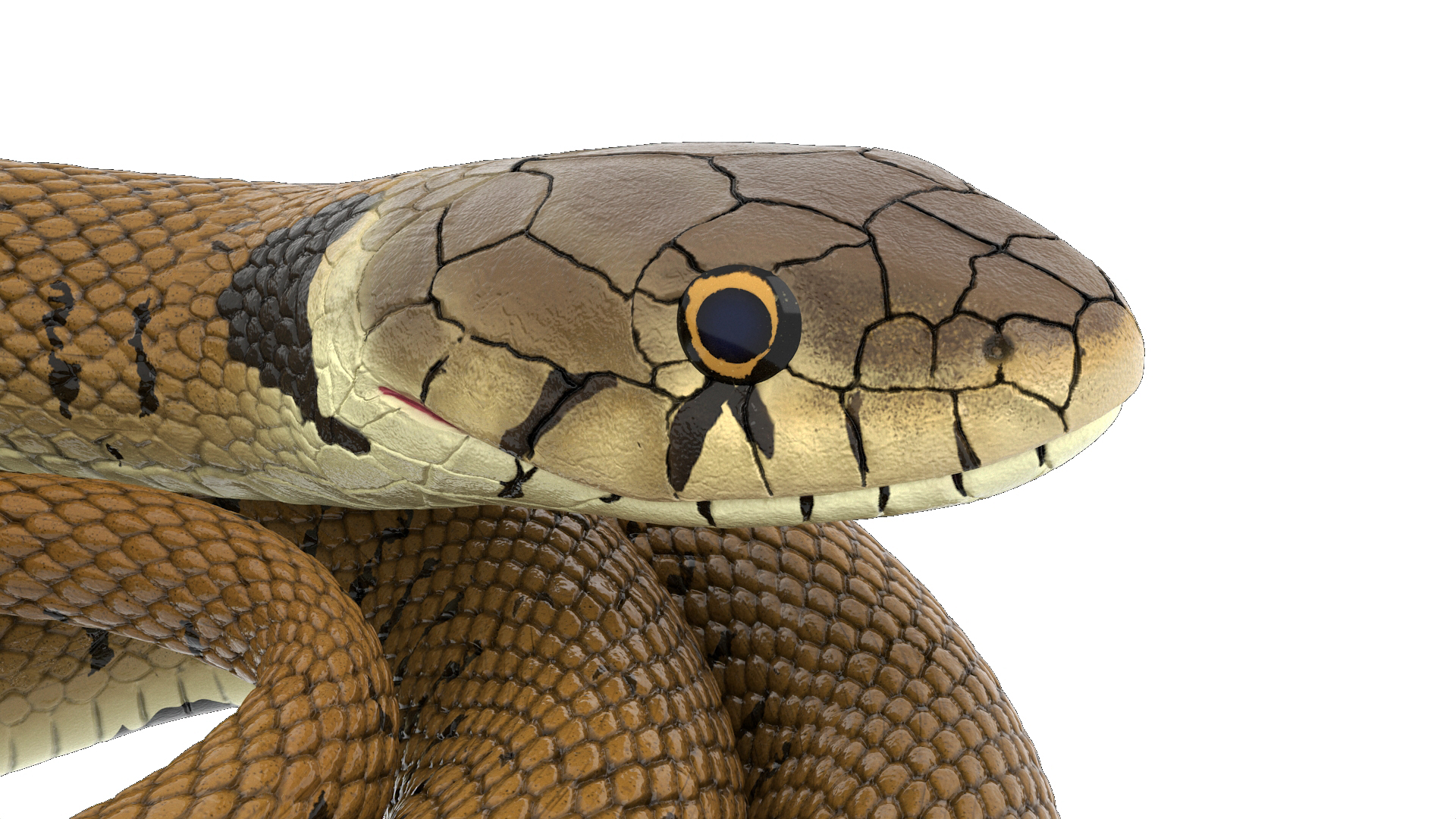 3D Grass Snake Brown Rigged for Cinema 4D model
