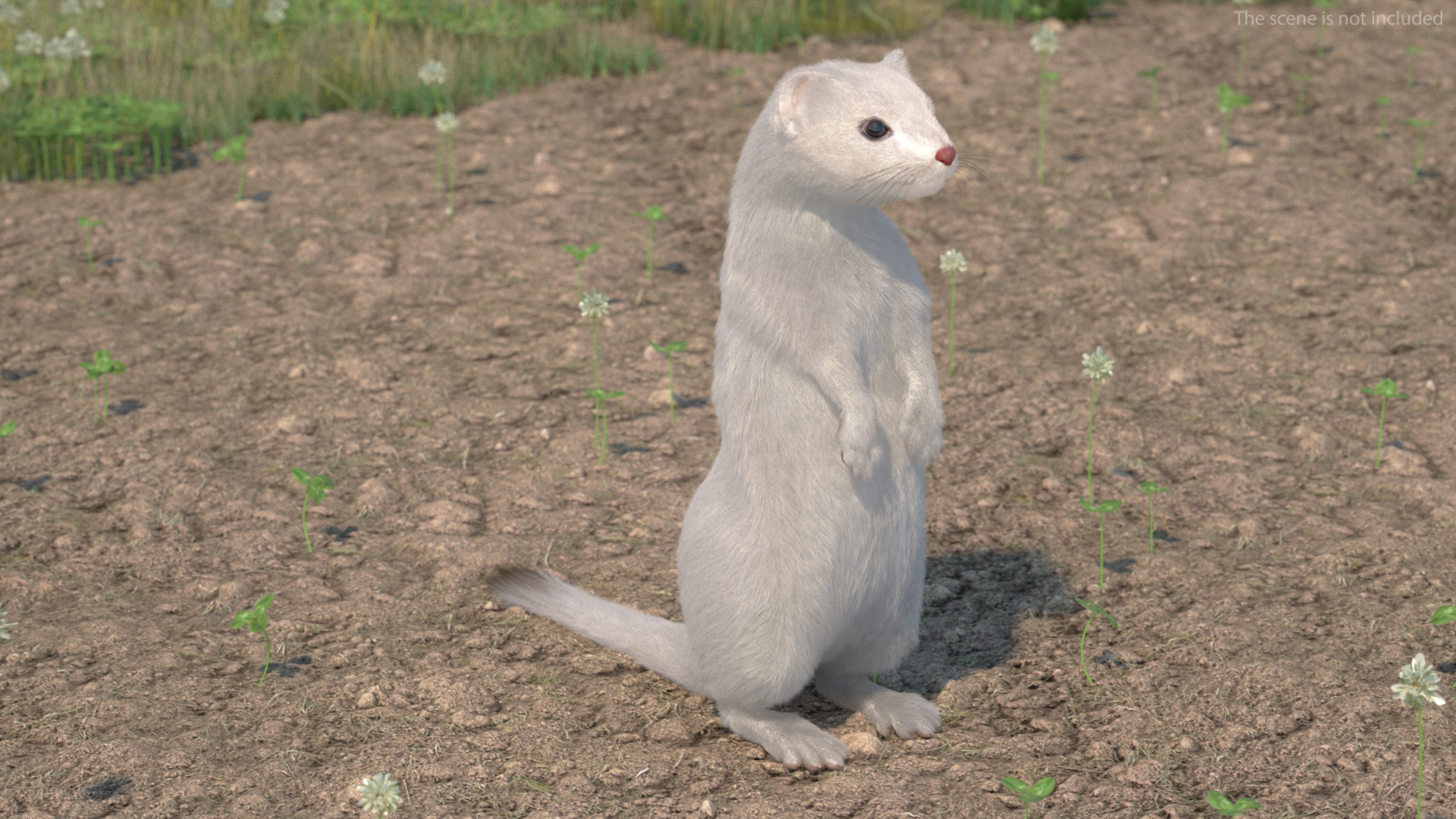 3D model Standing White Ermine Fur