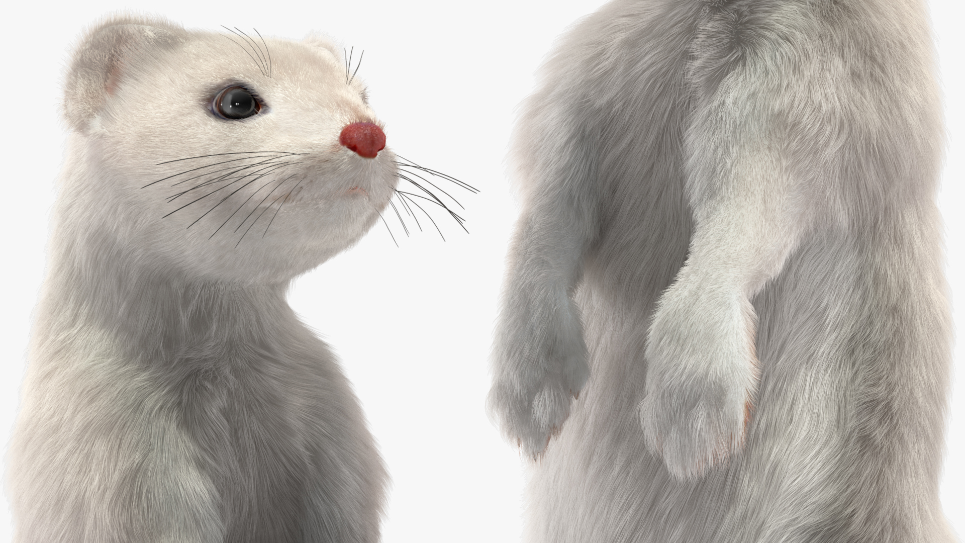 3D model Standing White Ermine Fur