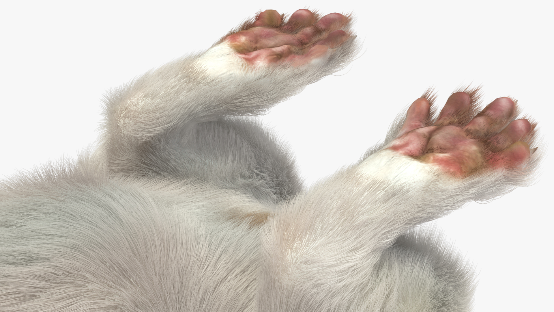 3D model Standing White Ermine Fur