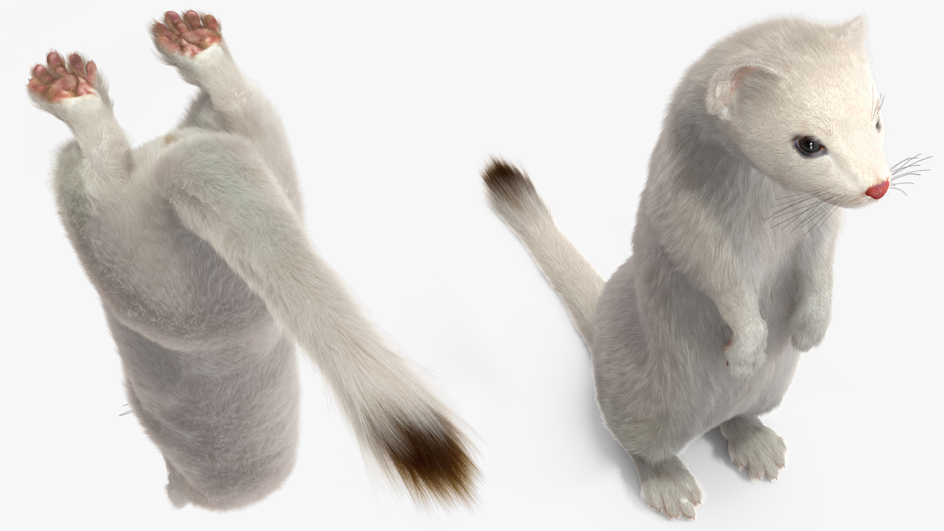 3D model Standing White Ermine Fur