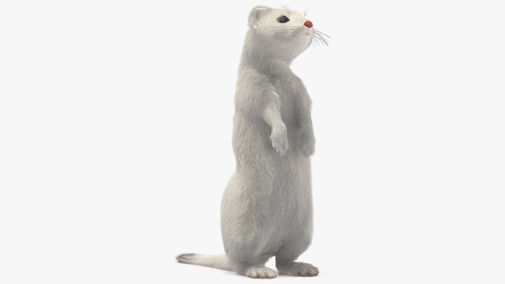 3D model Standing White Ermine Fur