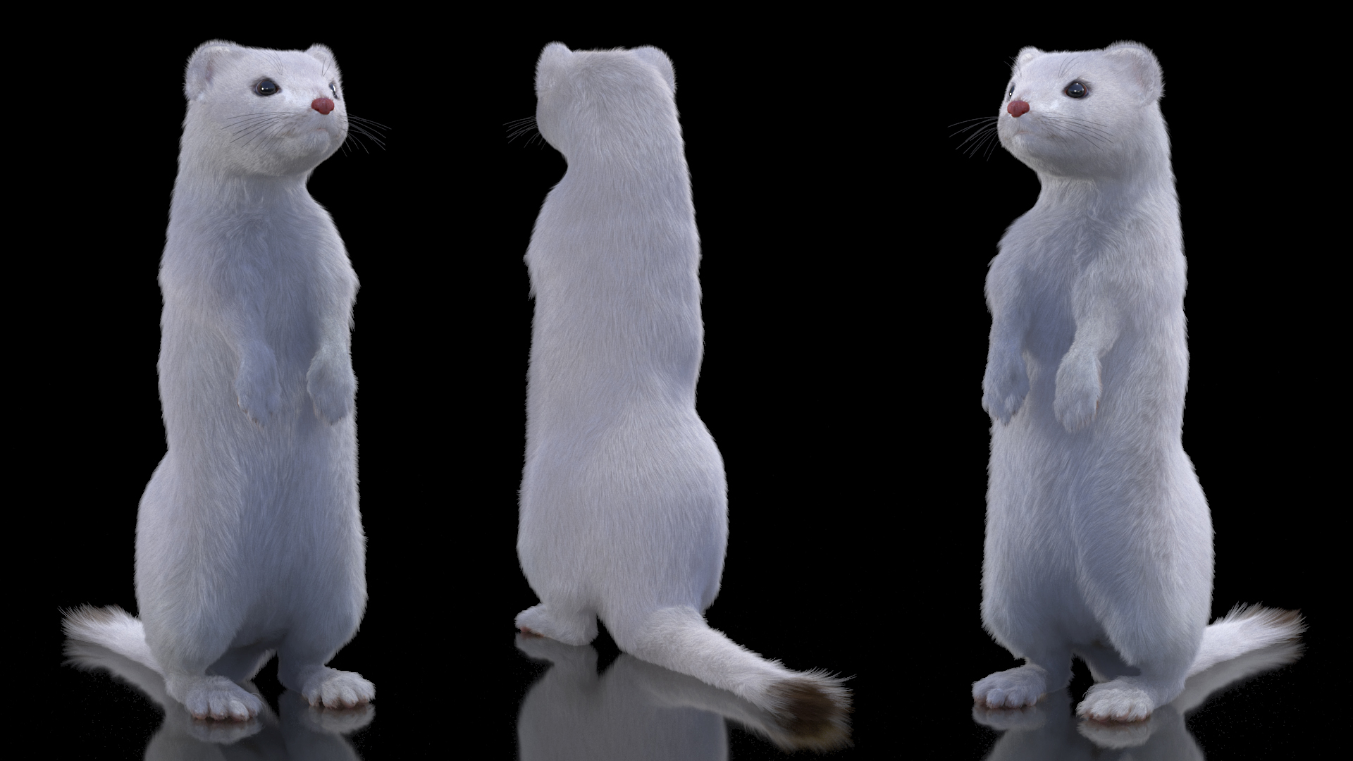 3D model Standing White Ermine Fur