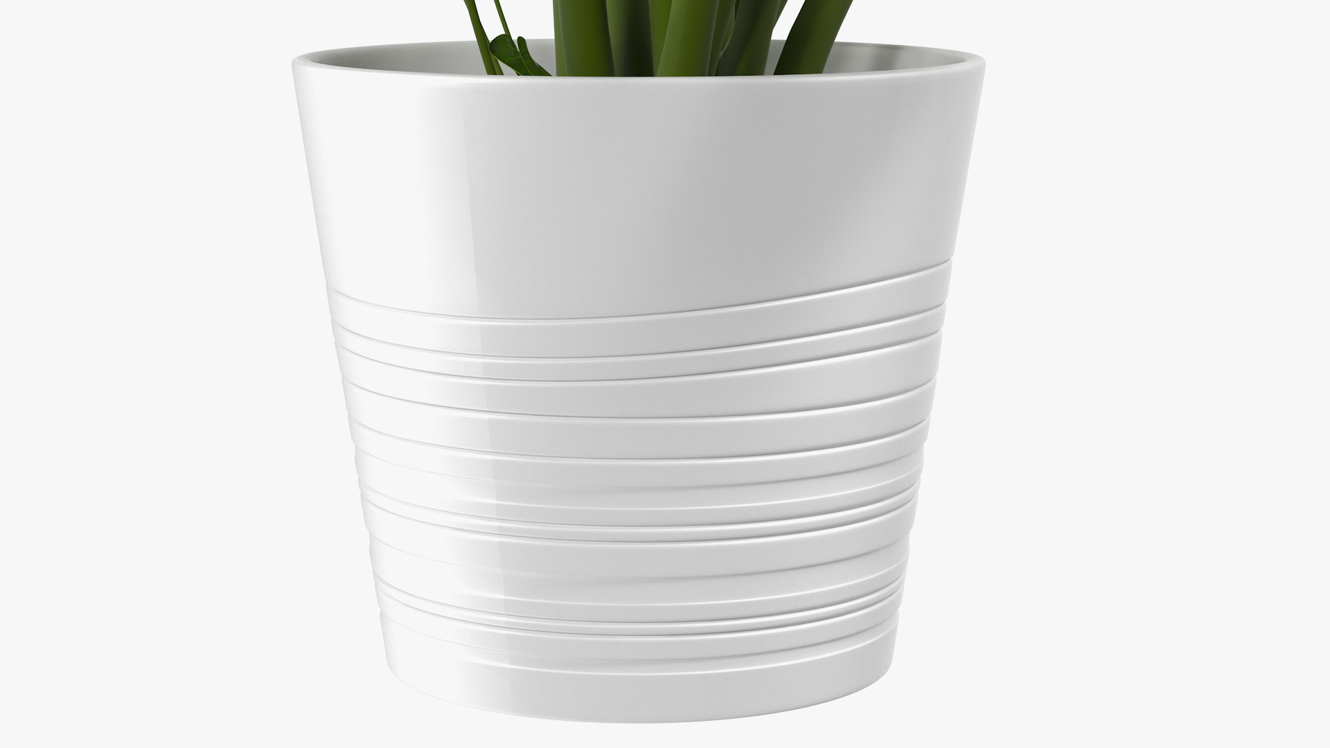 3D model Monstera Deliciosa Tropical Plant in Pot
