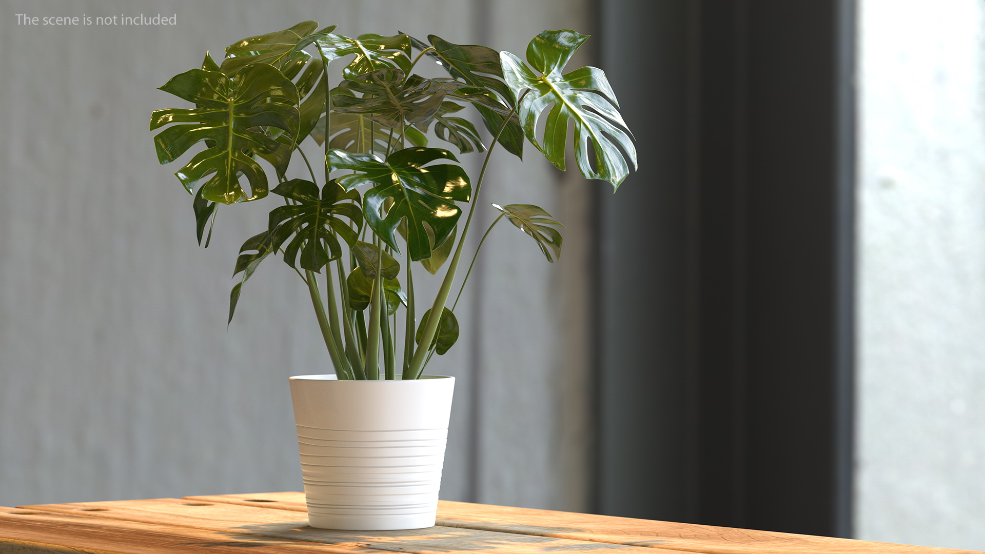 3D model Monstera Deliciosa Tropical Plant in Pot